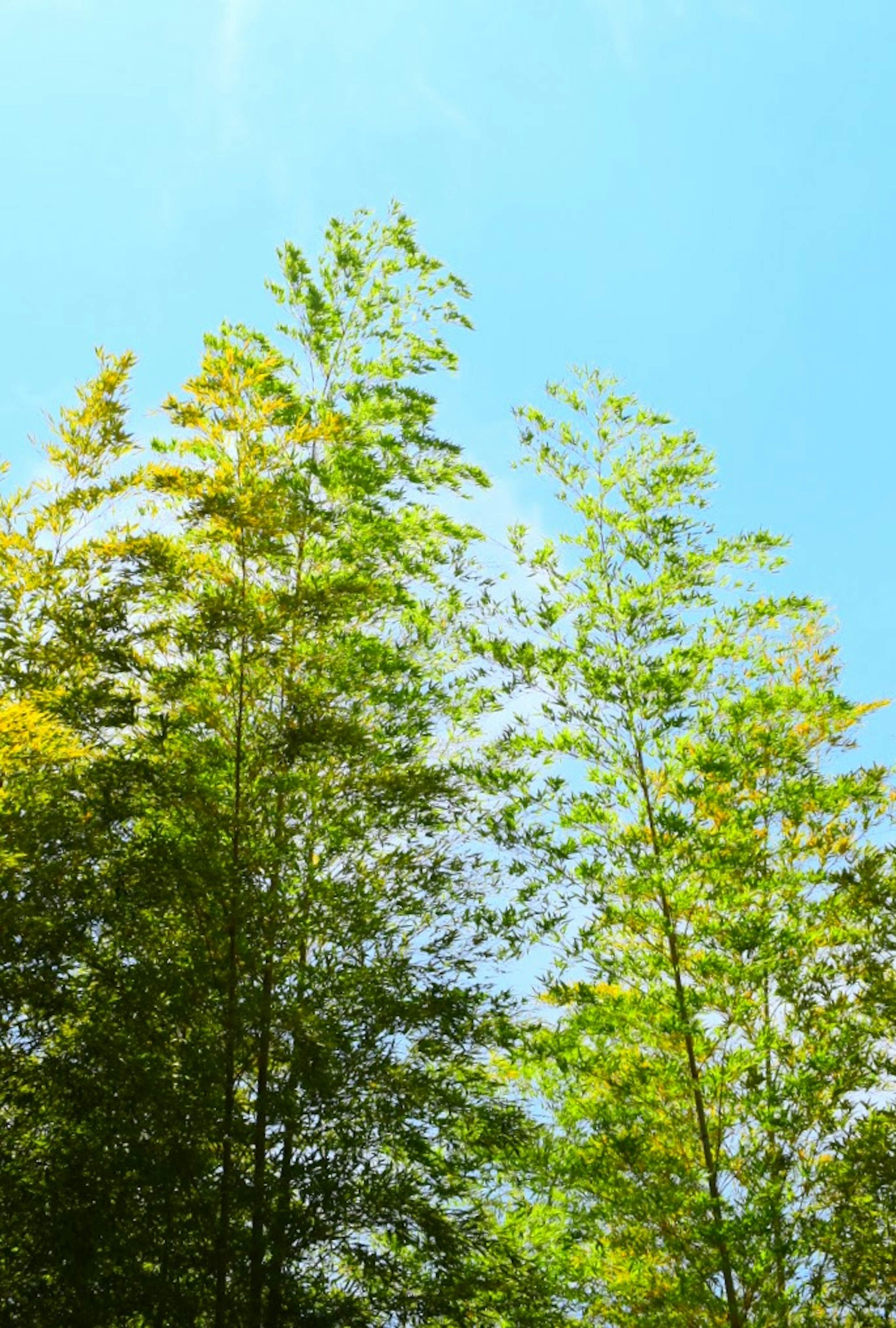 Silueta de árboles de bambú contra un cielo azul brillante