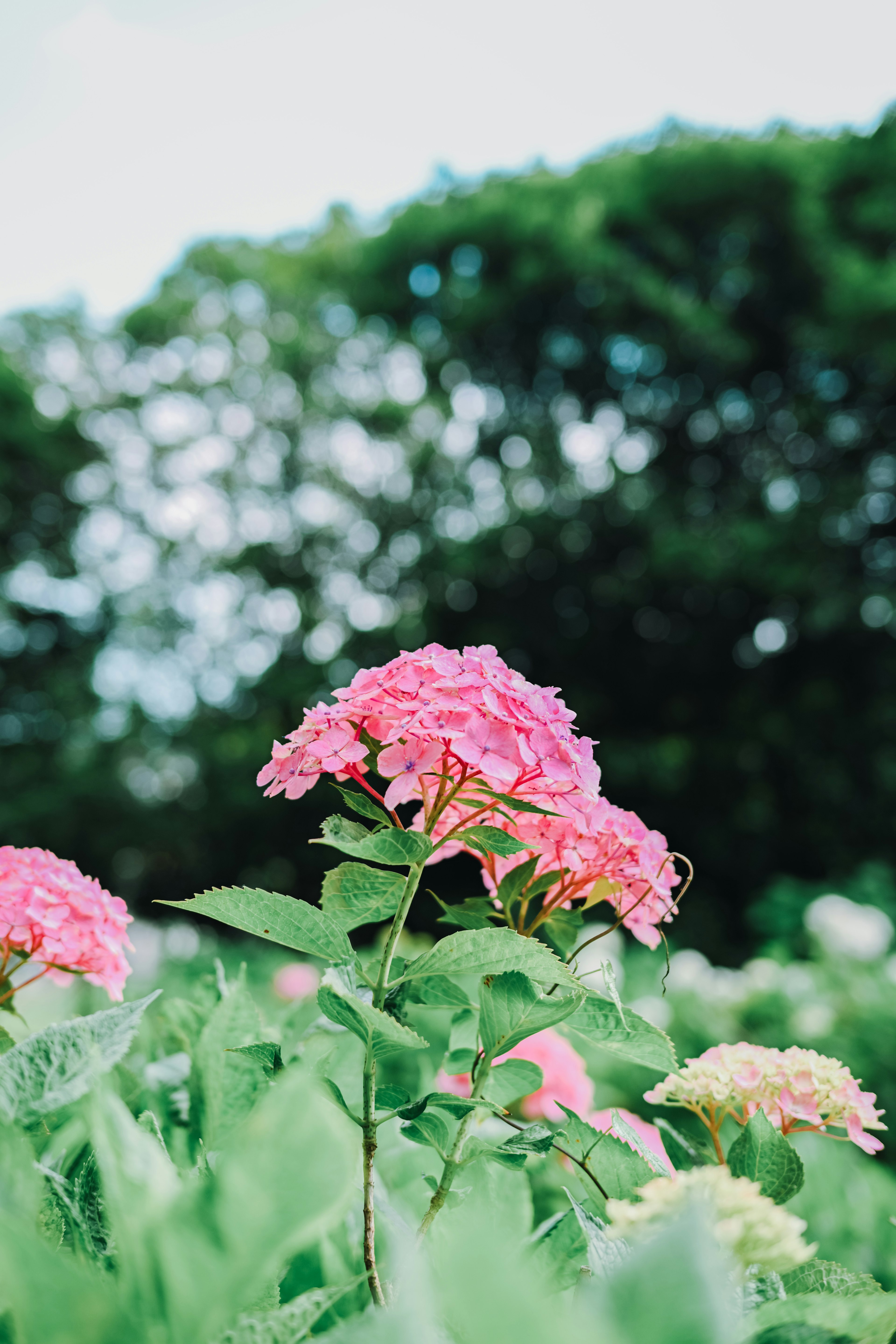 Pink hydrangea flowers blooming among green leaves with blurred trees in the background