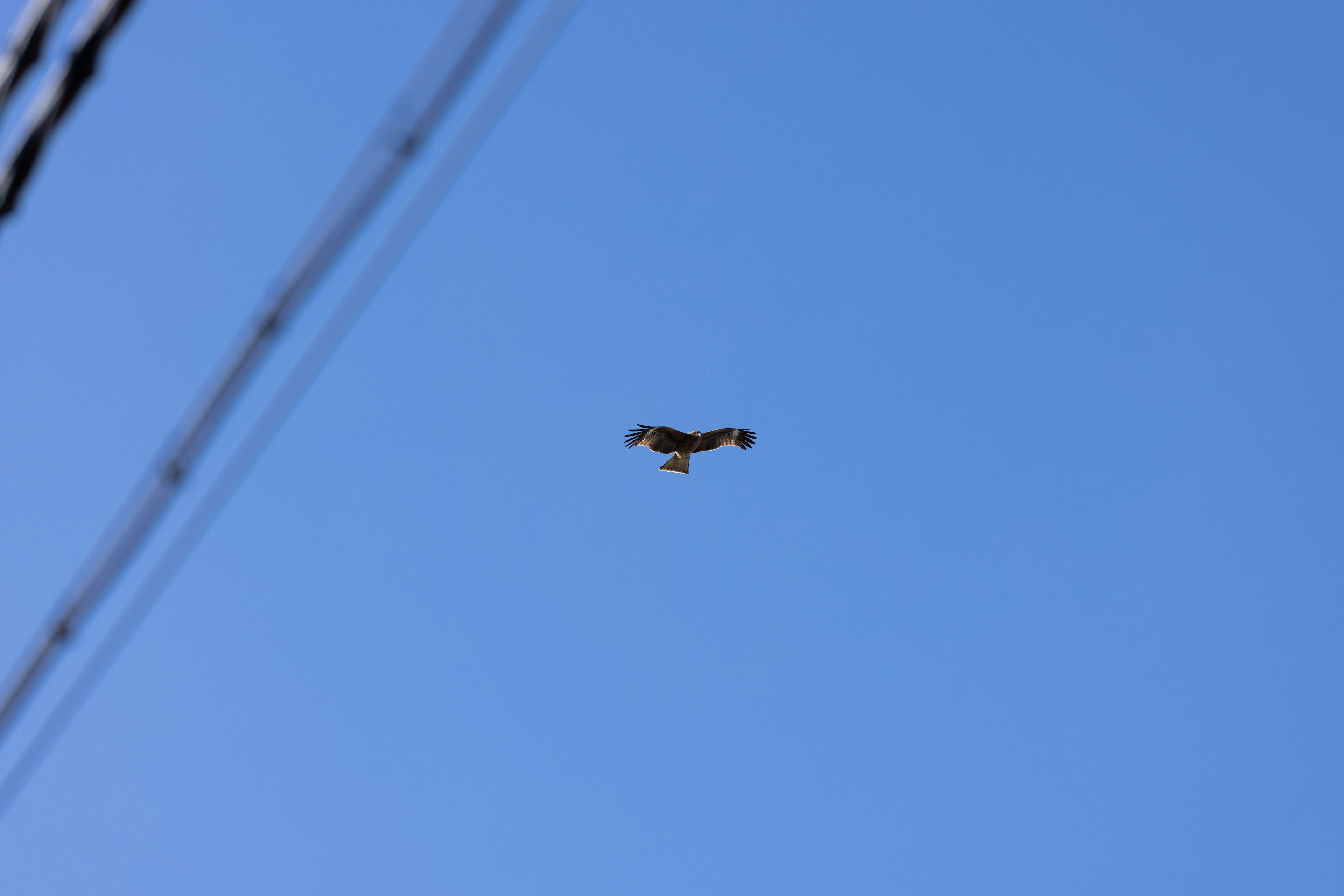 Silhouette d'un oiseau volant dans le ciel bleu avec des lignes électriques