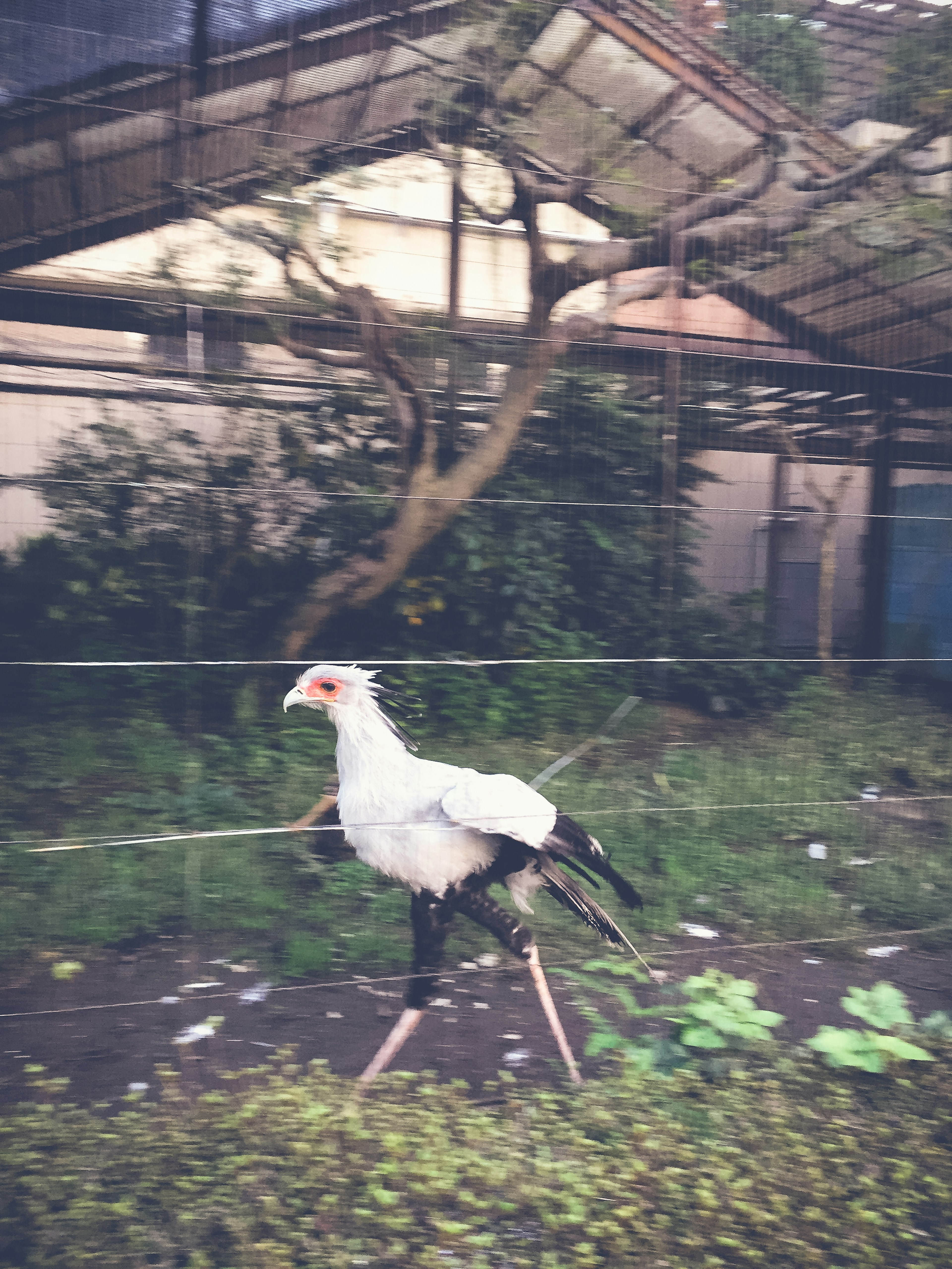 Seekor burung berbulu putih berjalan di atas tanah berumput