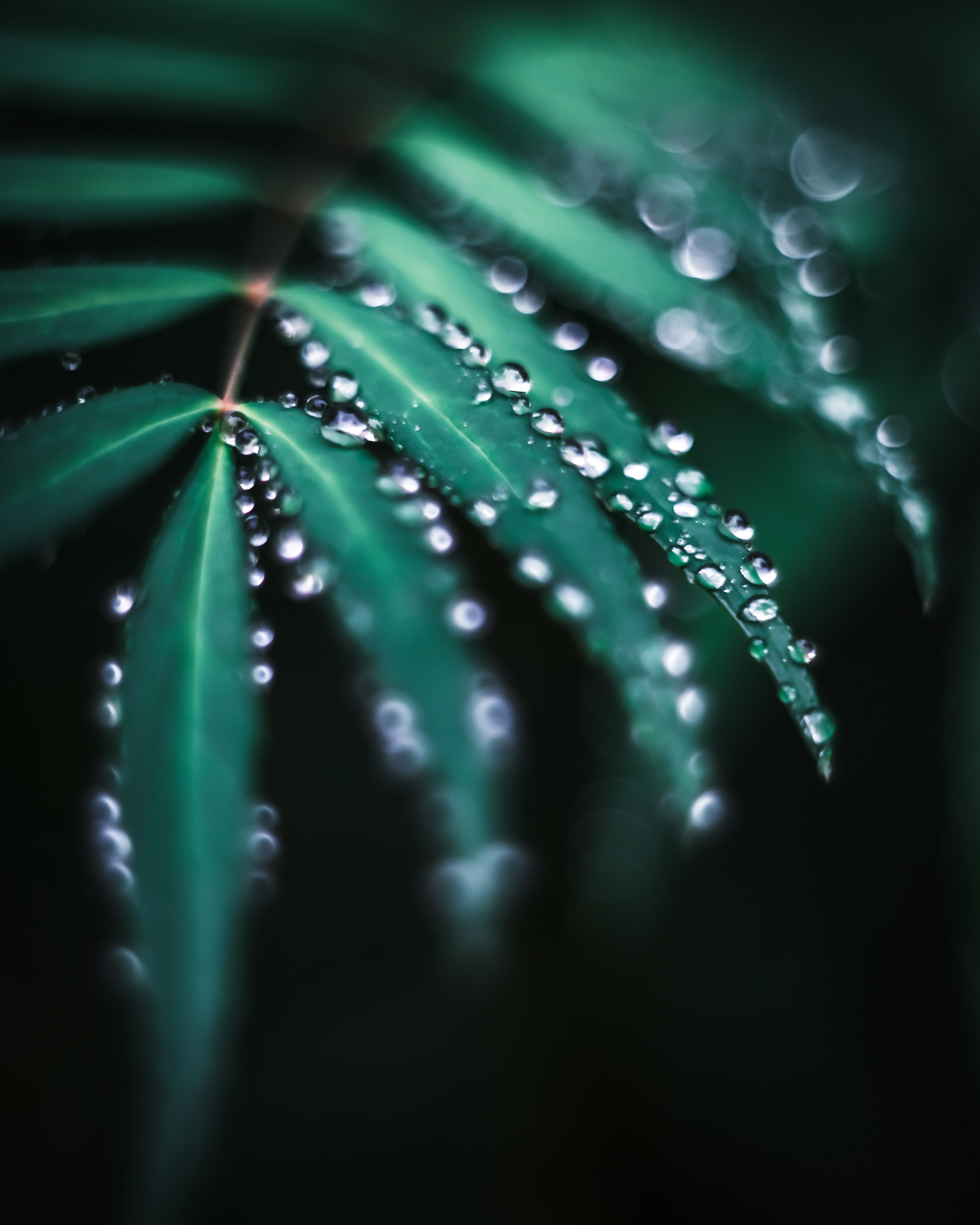 Primer plano de una hoja verde con gotas de agua brillando en poca luz