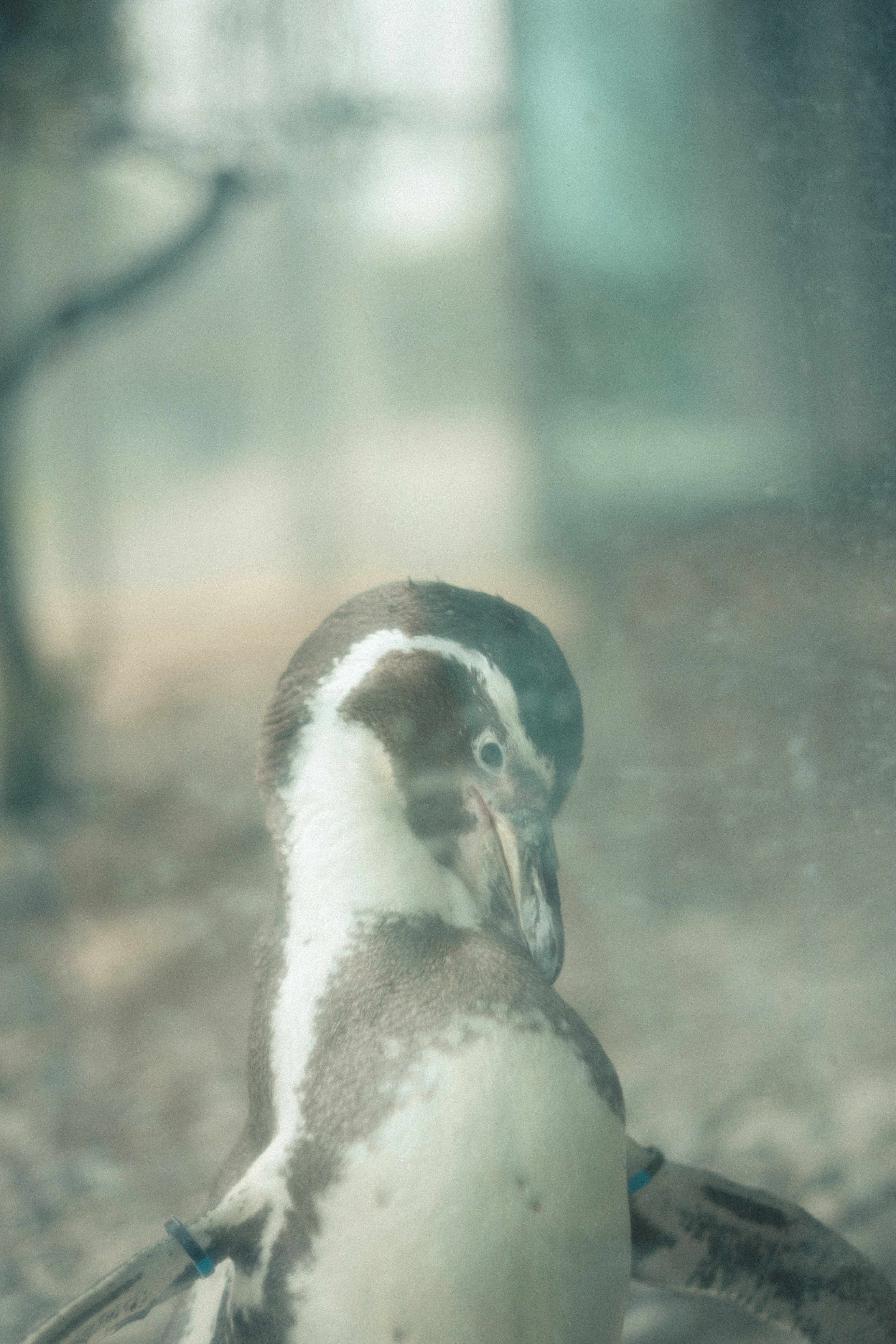 Una imagen borrosa de un pingüino mirando hacia atrás