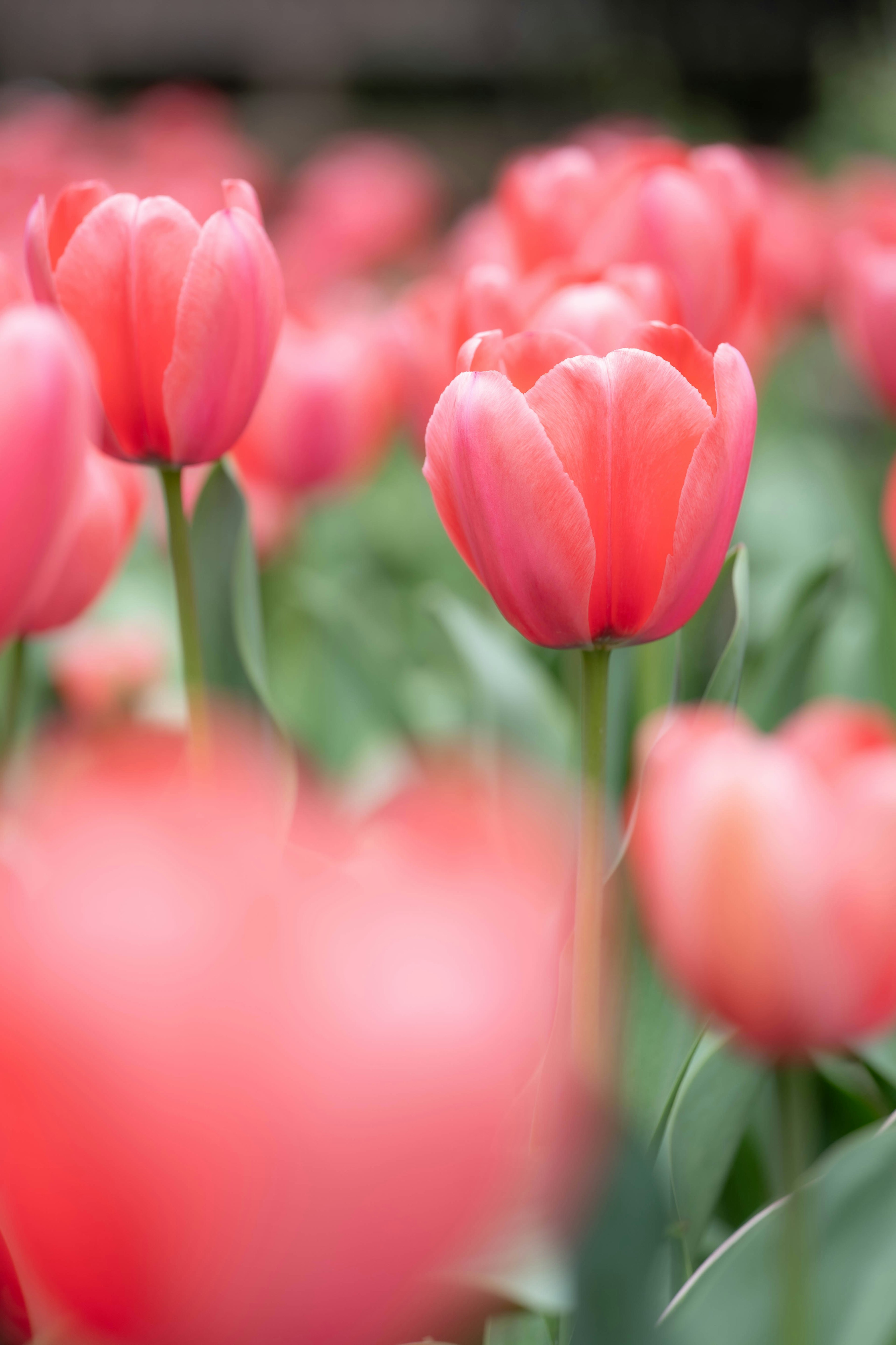 Eine schöne Szene mit blühenden rosa Tulpen