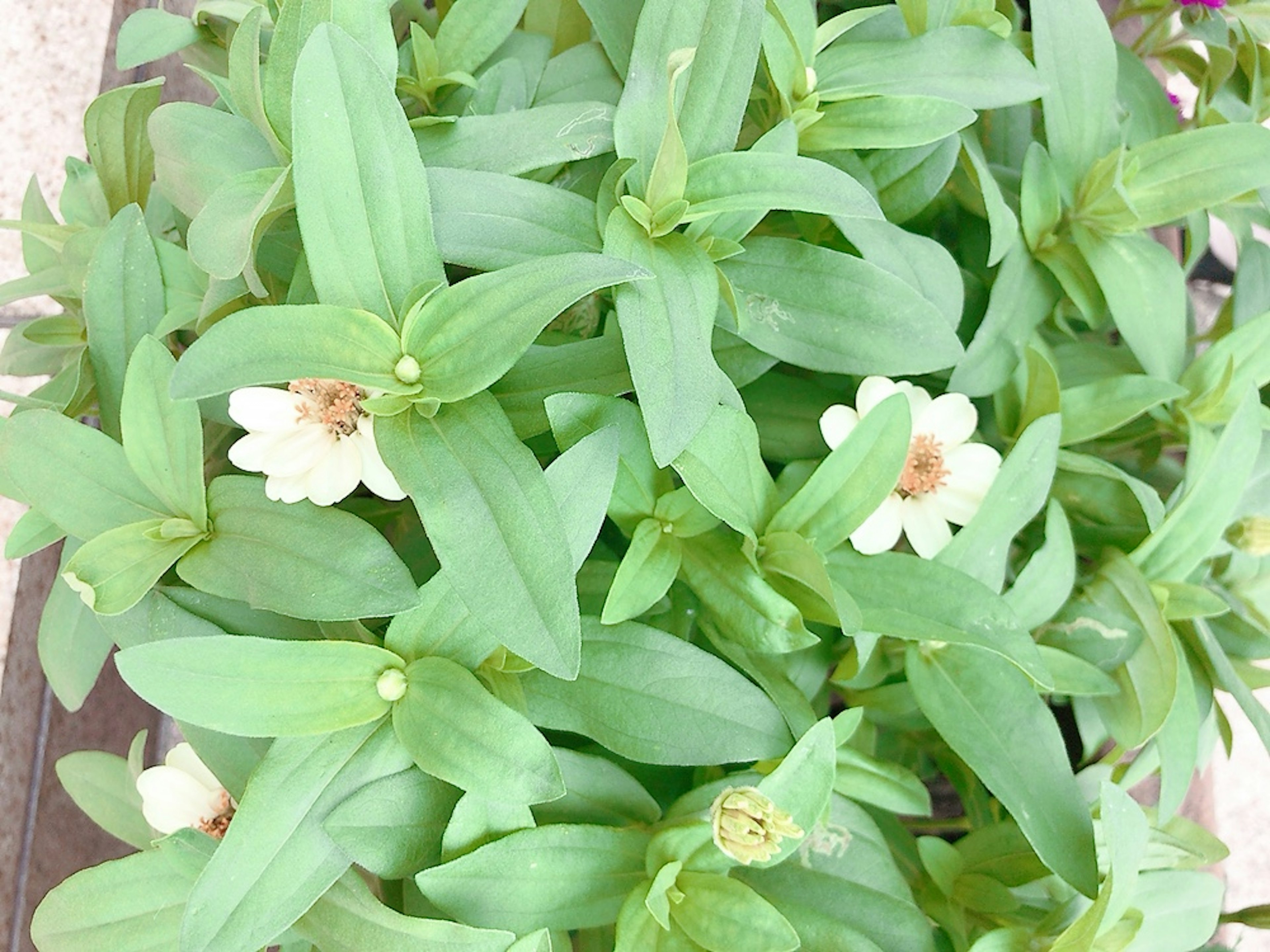 植物的俯視圖，綠葉和白花