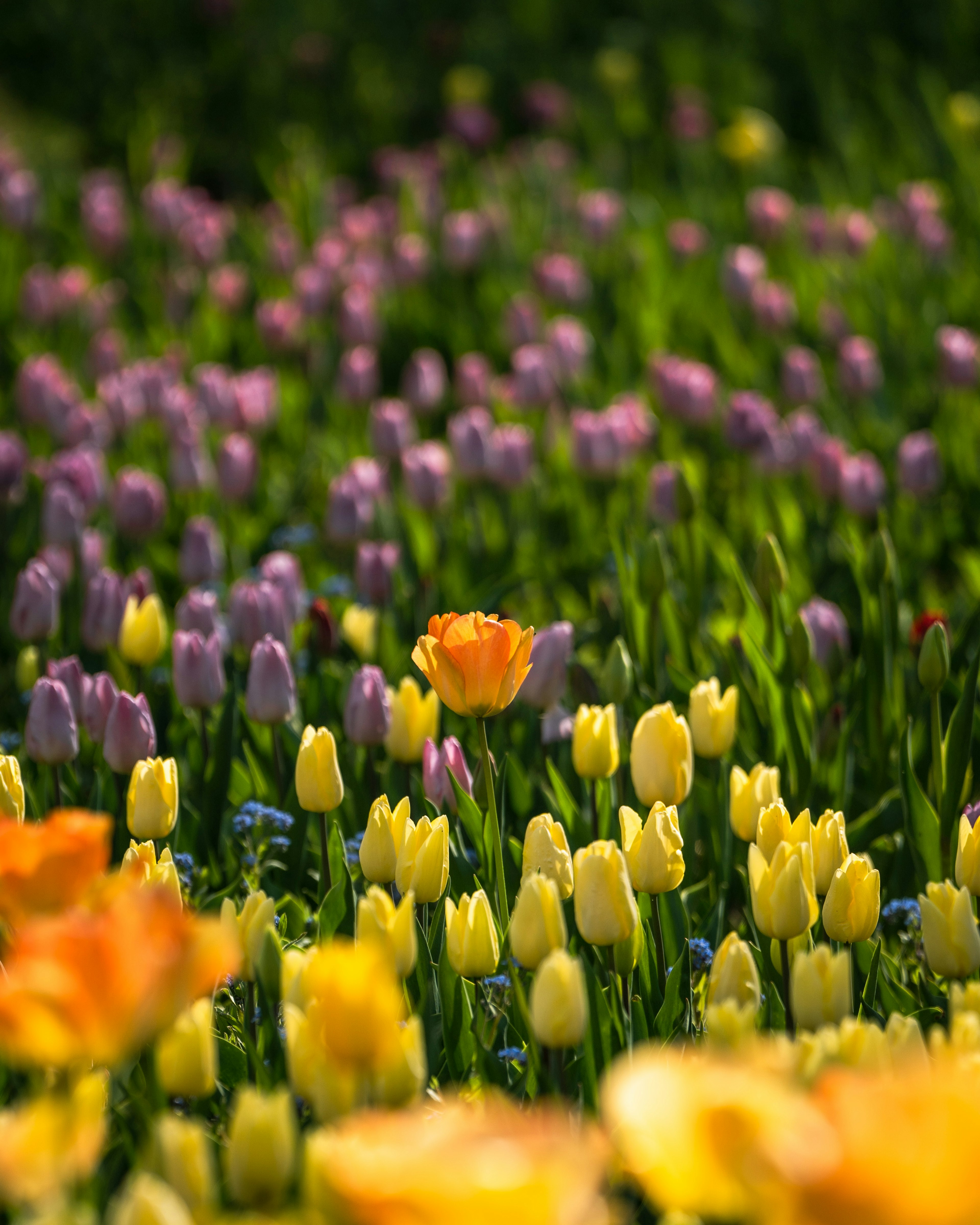 色とりどりのチューリップが咲く花畑の風景