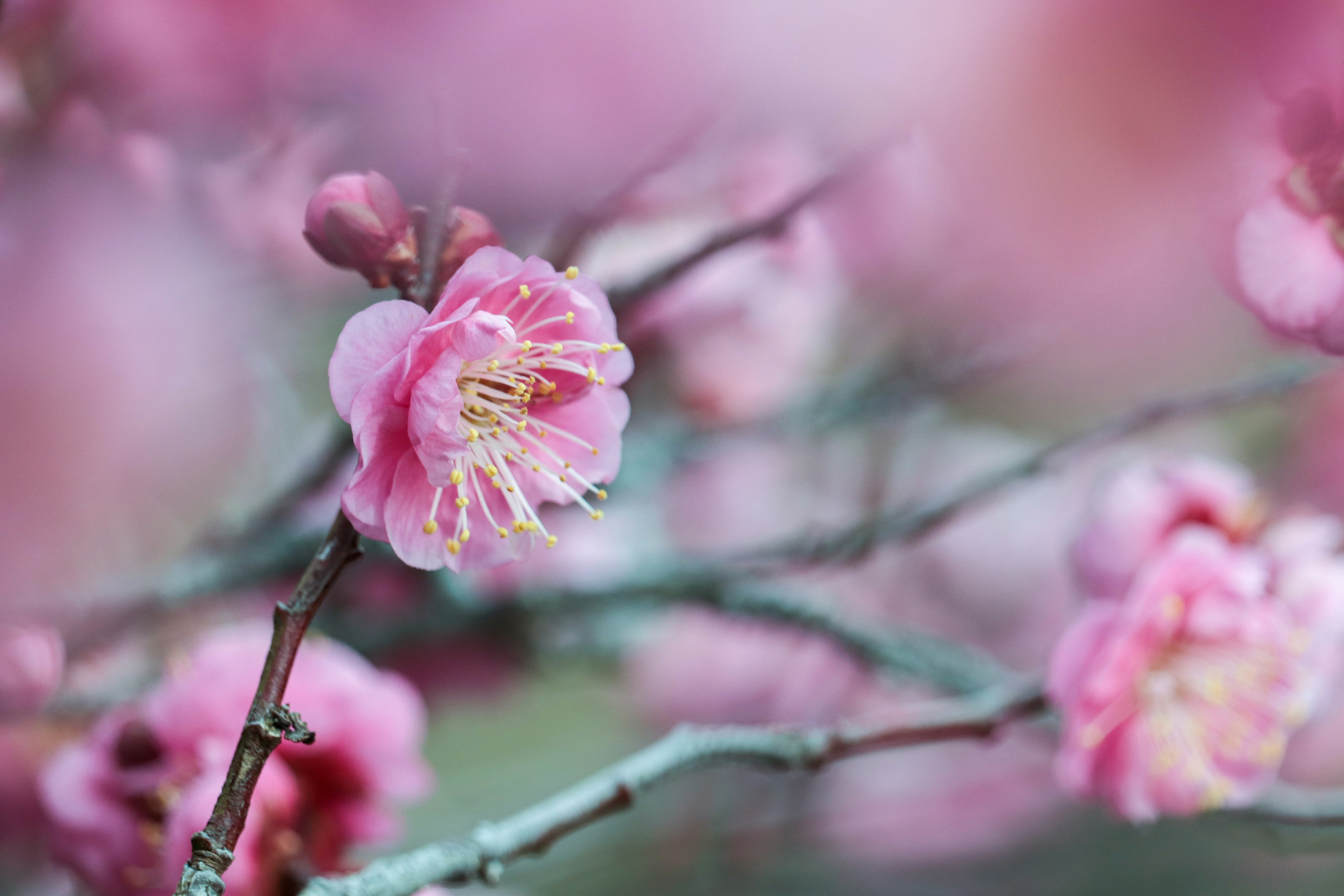 Kedekatan bunga sakura yang mekar di cabang