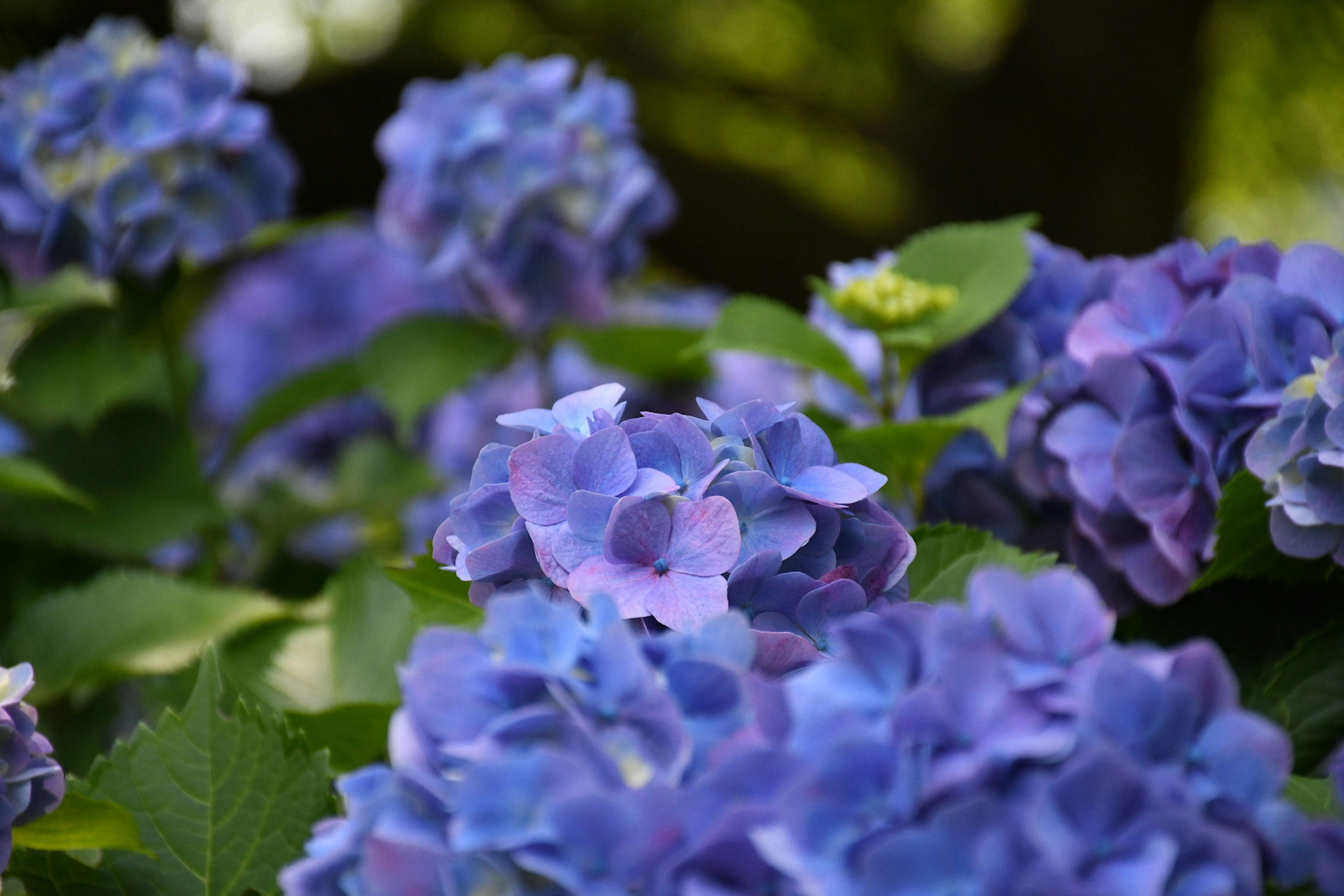 Close-up bunga hydrangea biru cerah yang mekar