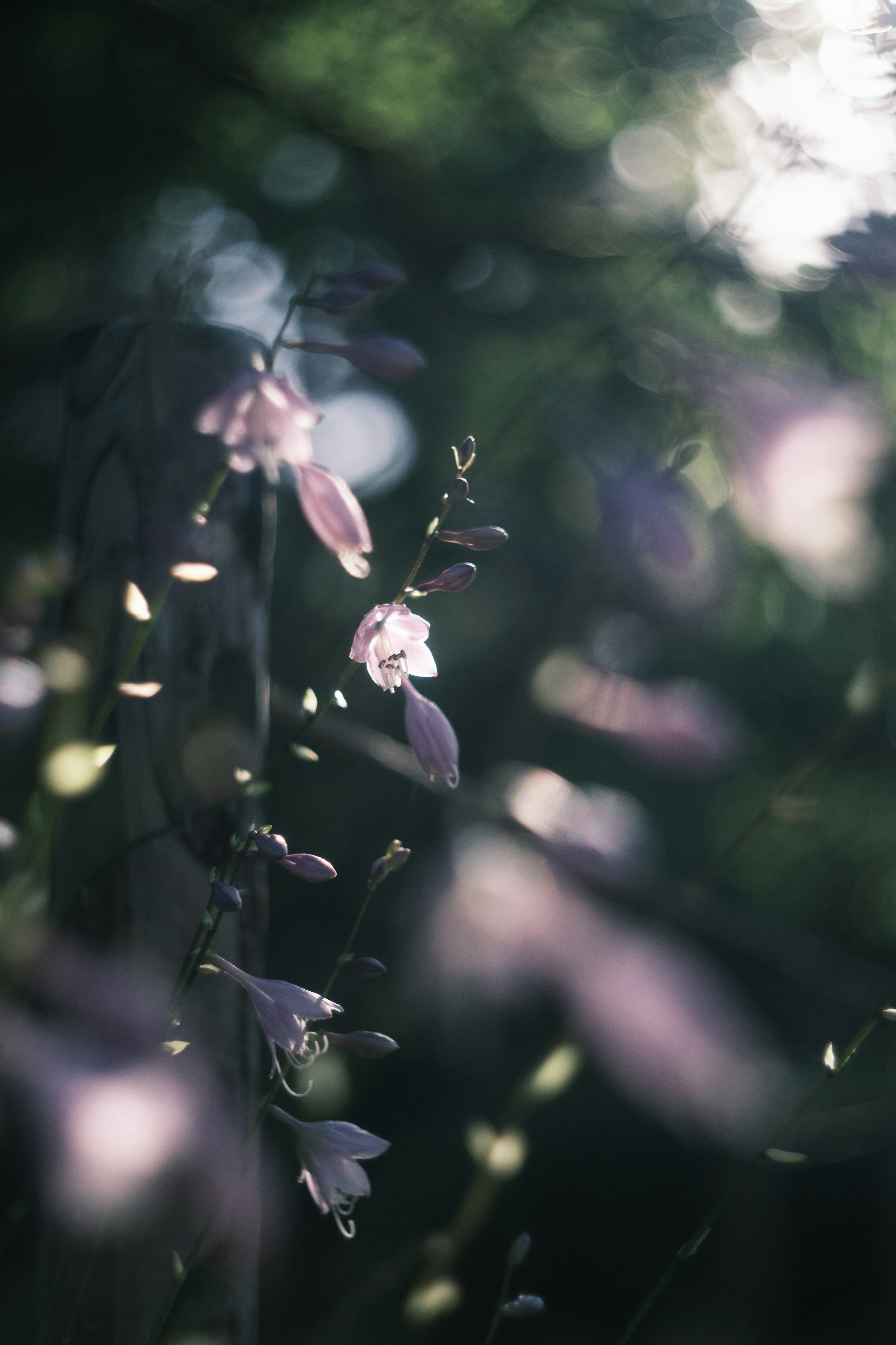 Luz suave iluminando flores moradas pálidas sobre un fondo verde