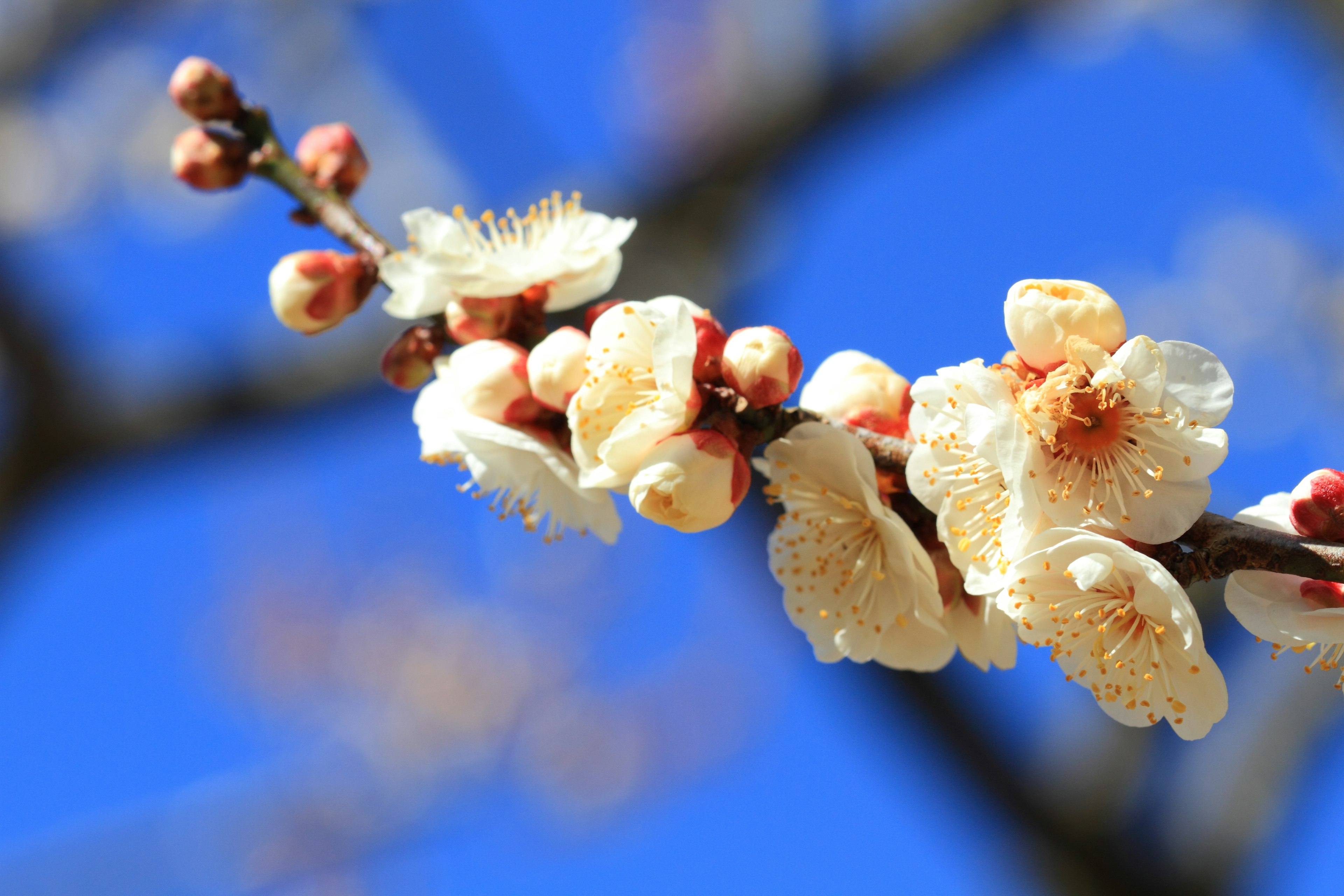 Close-up of white plum blossoms and buds against a blue sky