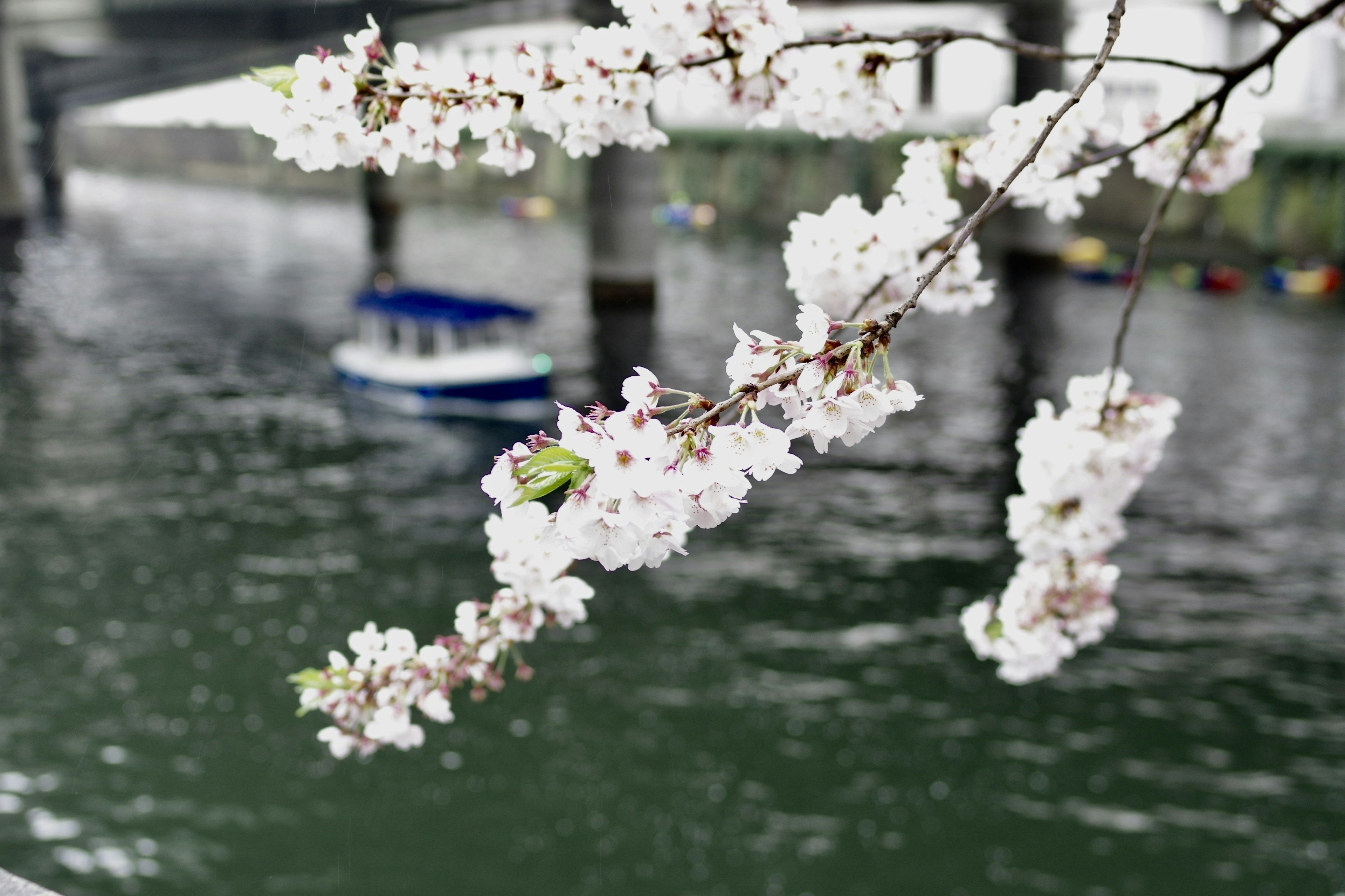 樱花枝在绿色河流上方，背景有一只船