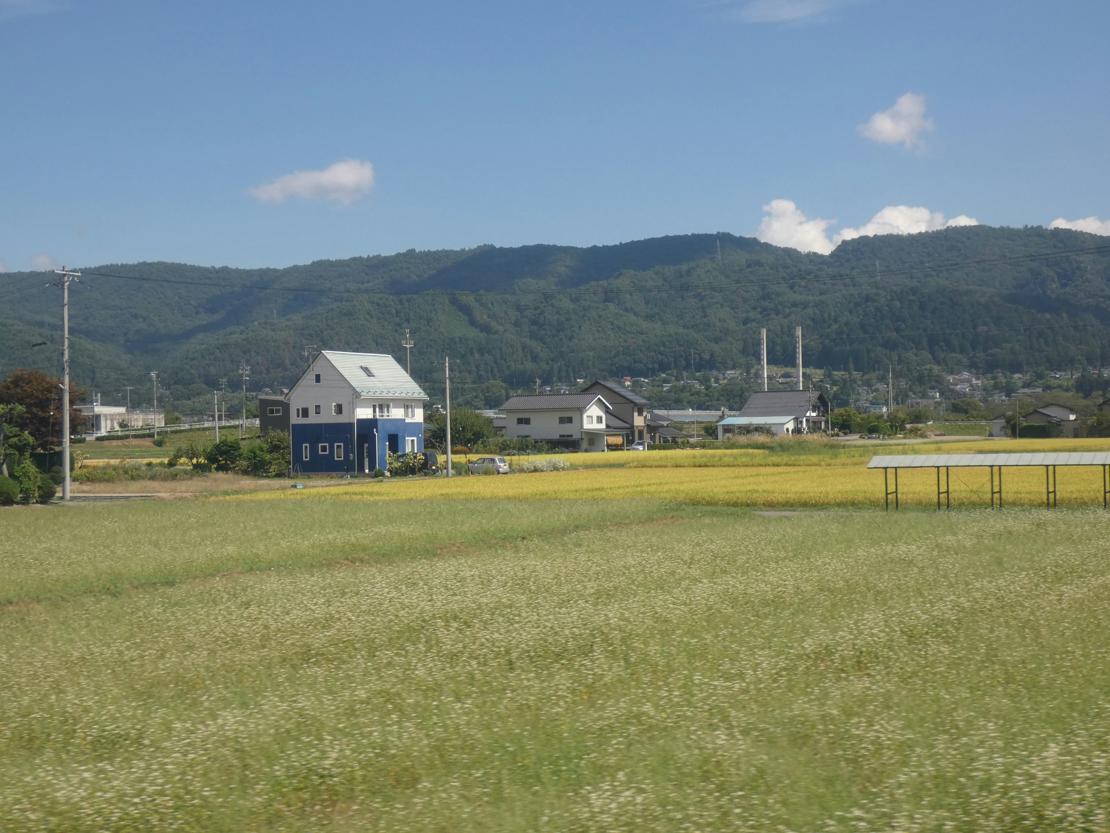 Landscape featuring a blue house and yellow rice fields