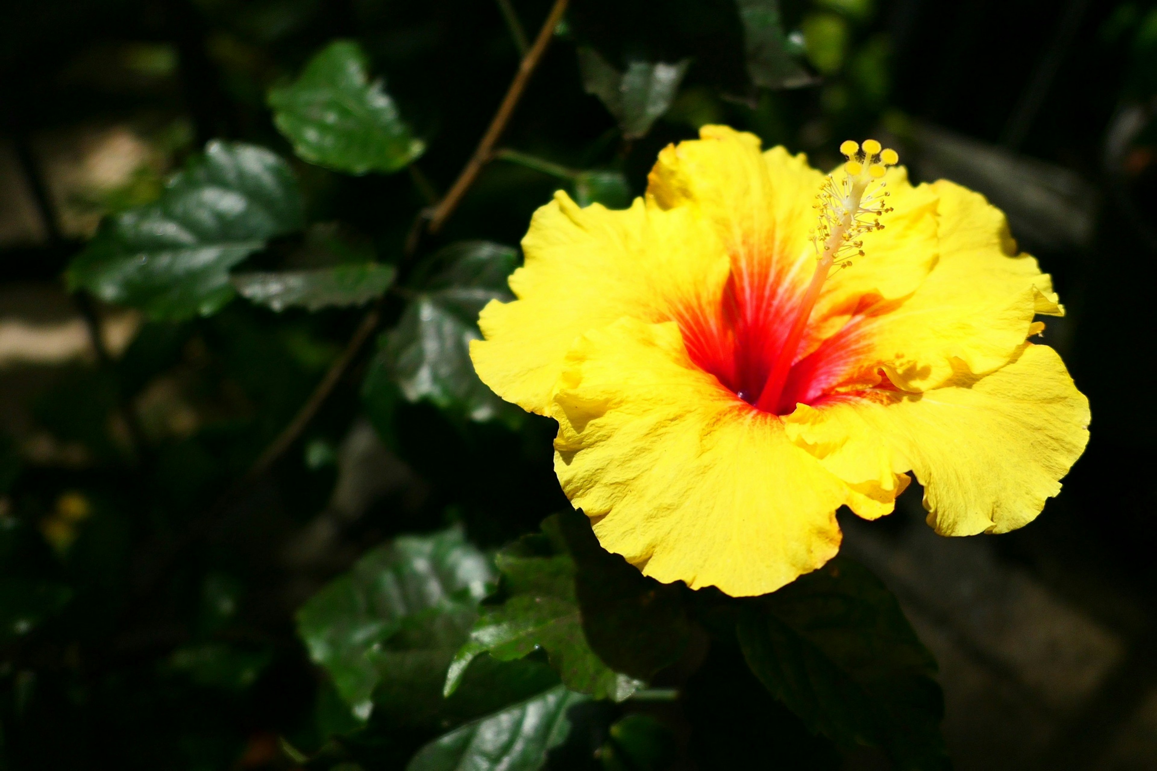 Eine leuchtend gelbe Hibiskusblüte, die zwischen grünen Blättern blüht