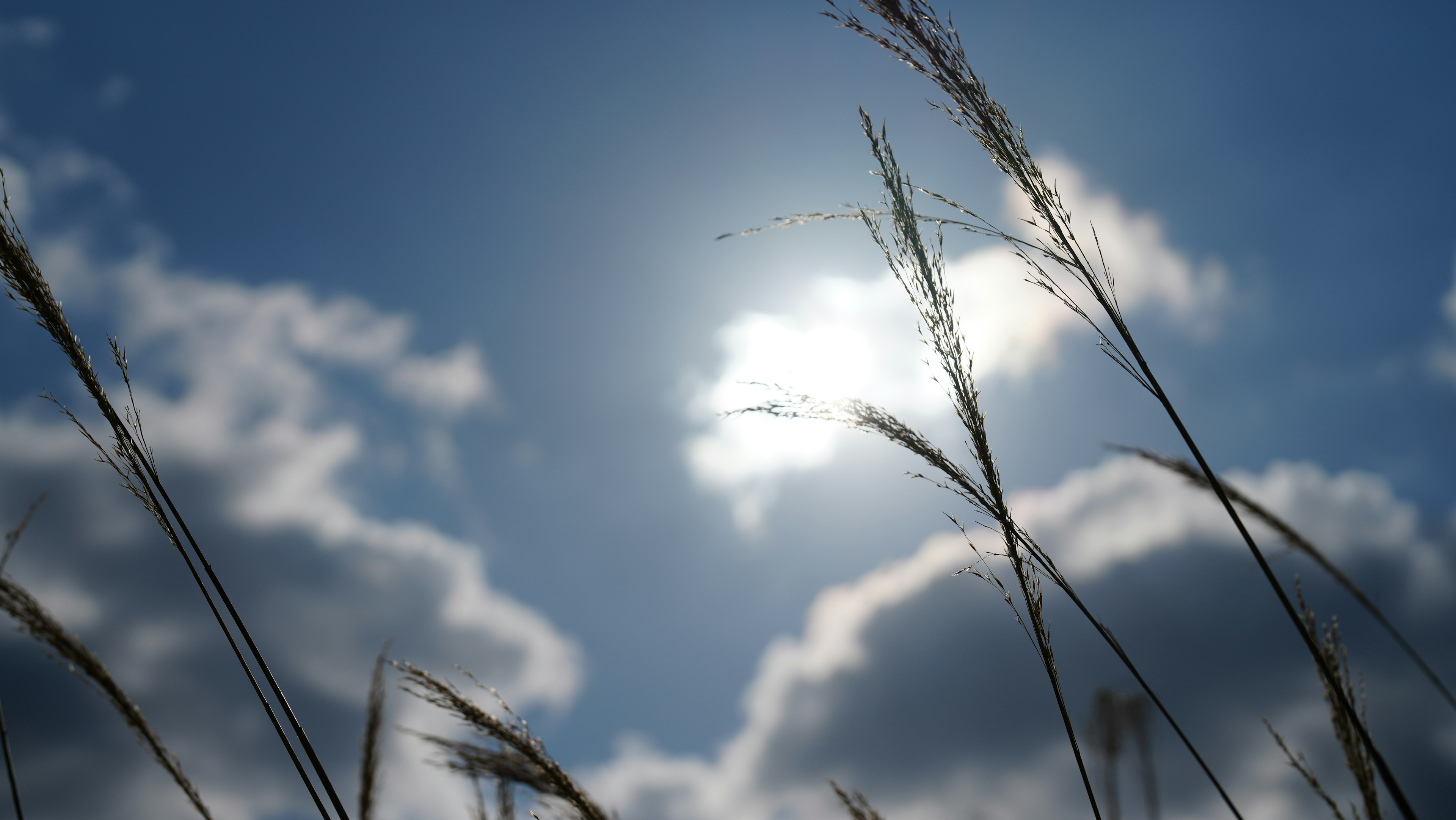 Luz del sol atravesando nubes con siluetas de hierba alta