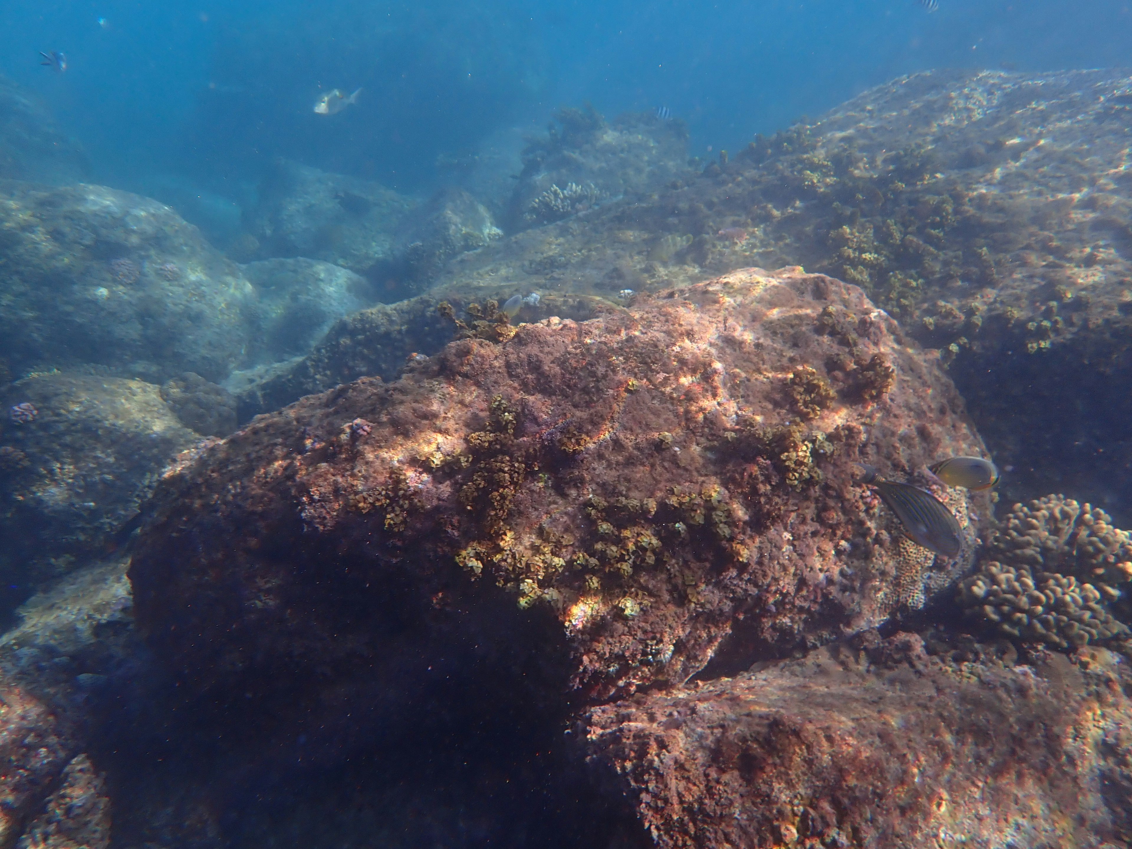 Pemandangan bawah laut dengan batu dan karang