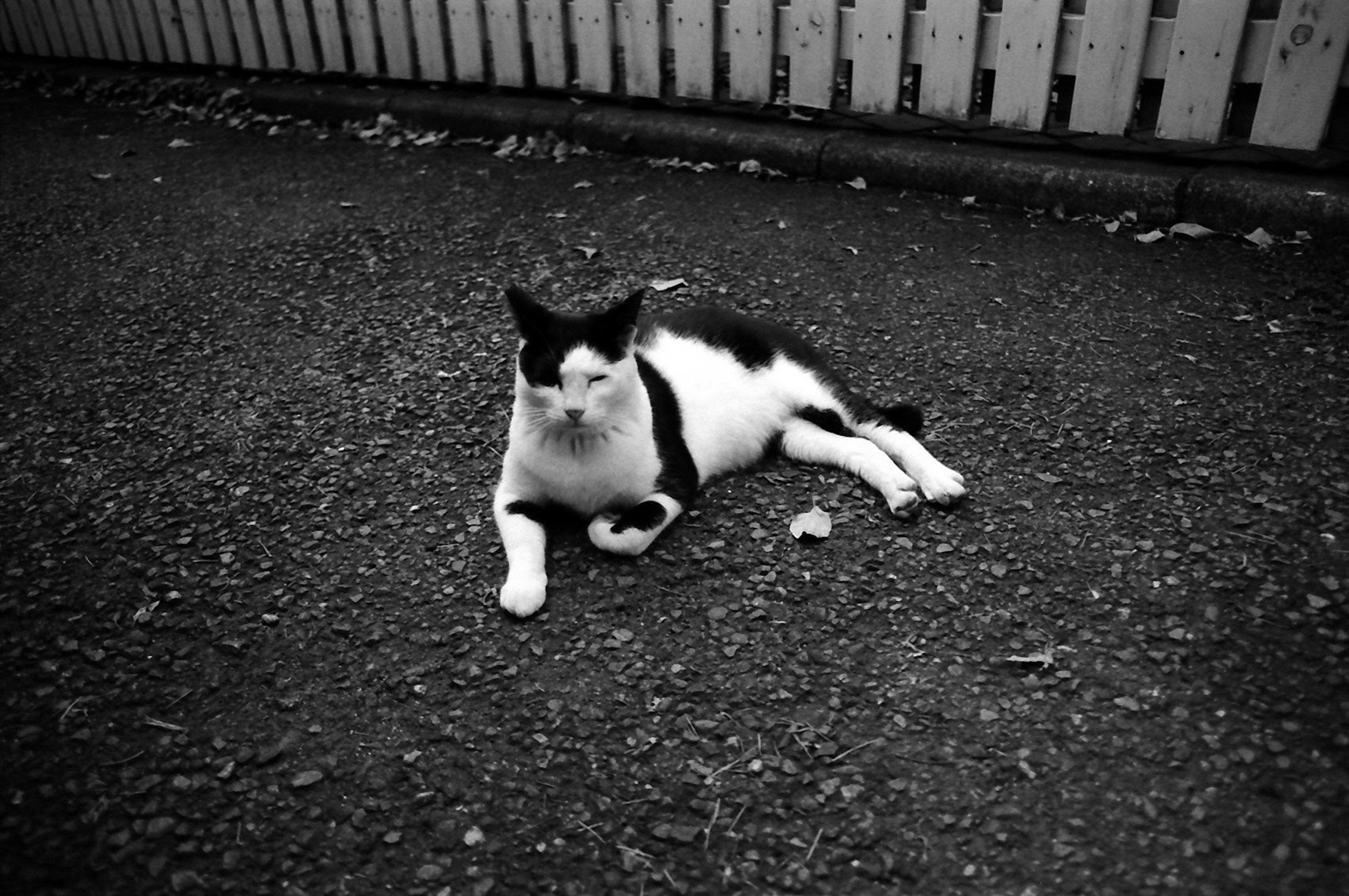 Chat noir et blanc allongé sur l'asphalte