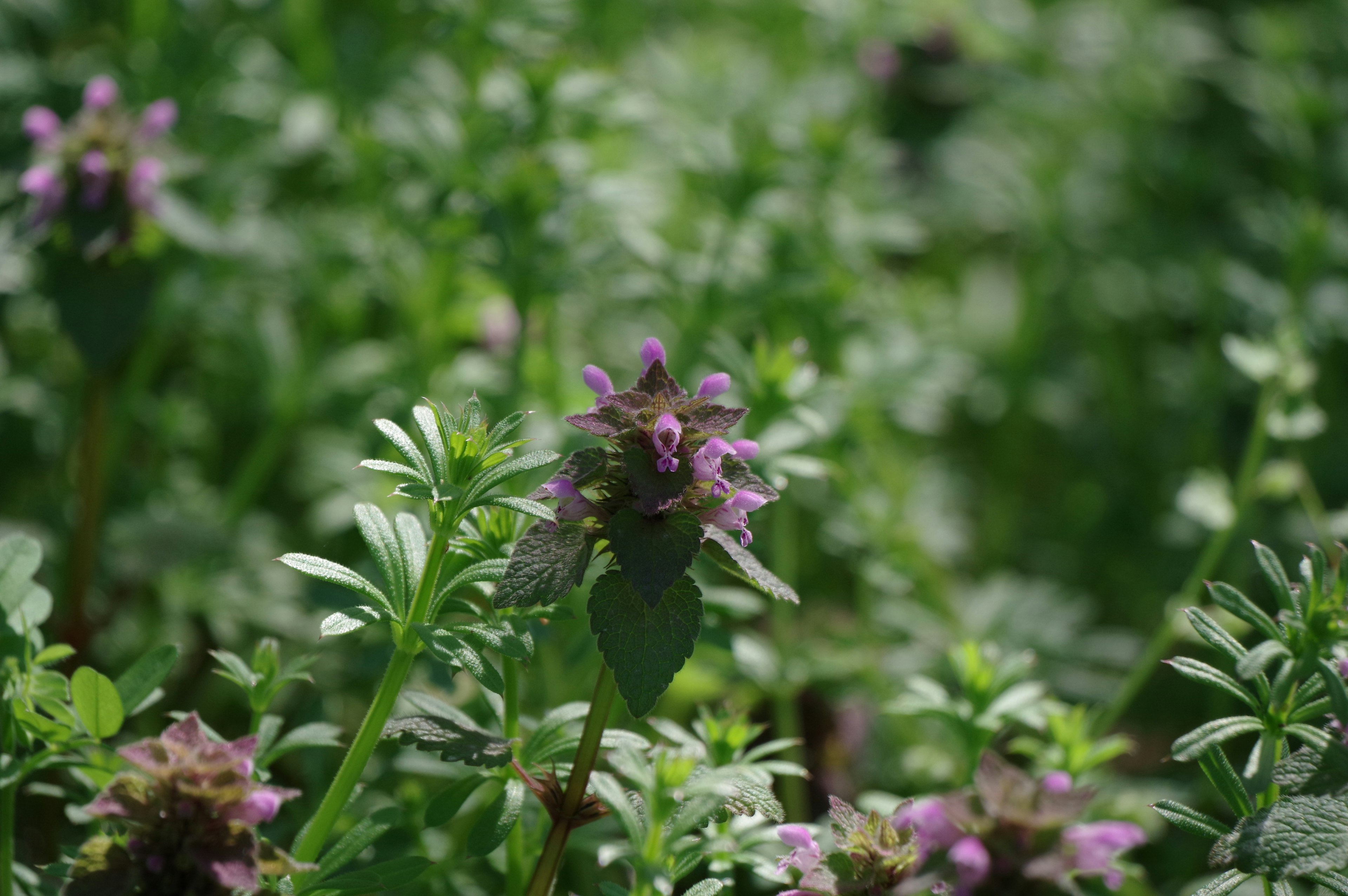 緑の背景に紫色の花が咲いている植物のクローズアップ