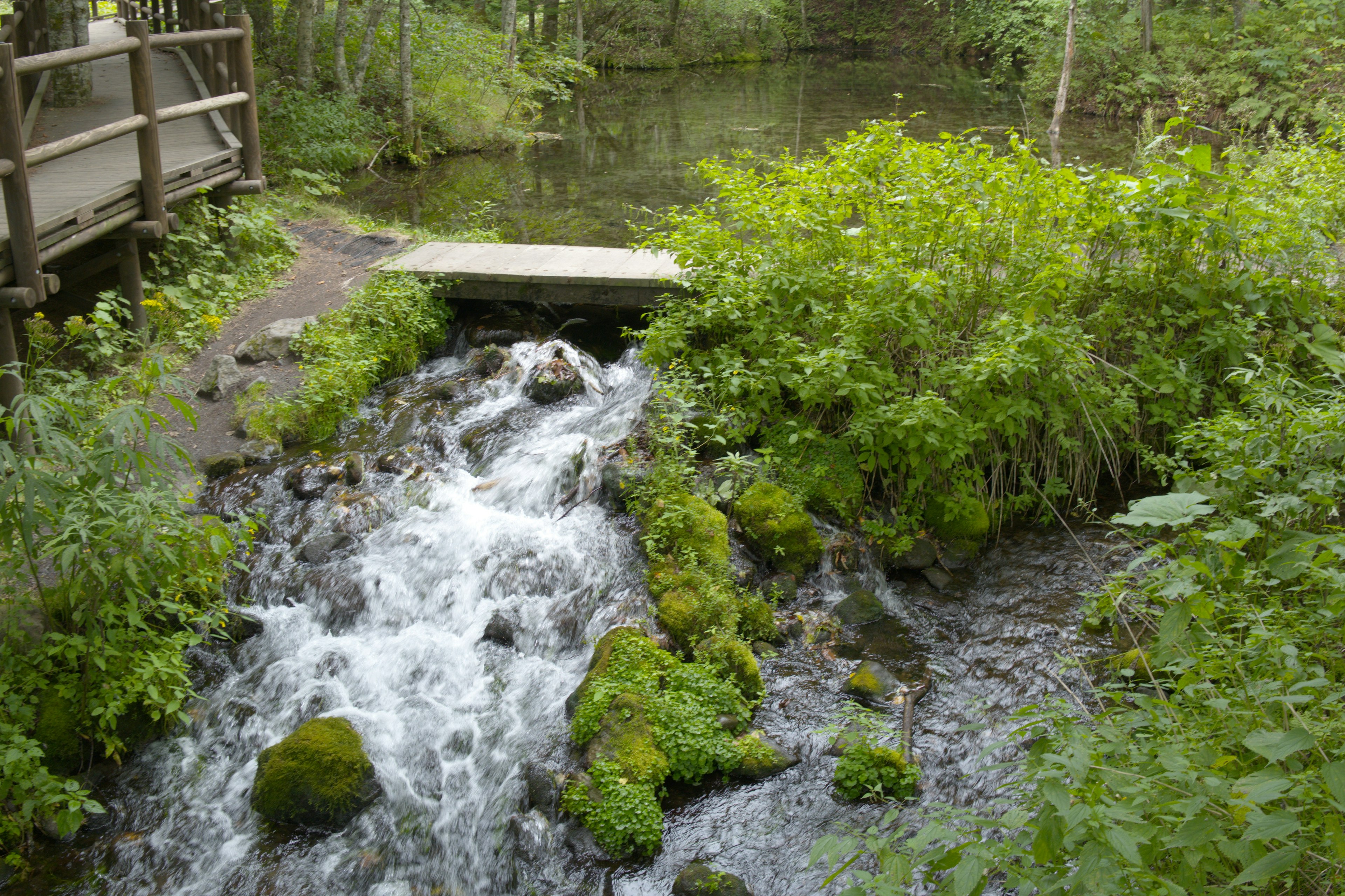 小川と緑豊かな植物の風景 橋がかかる