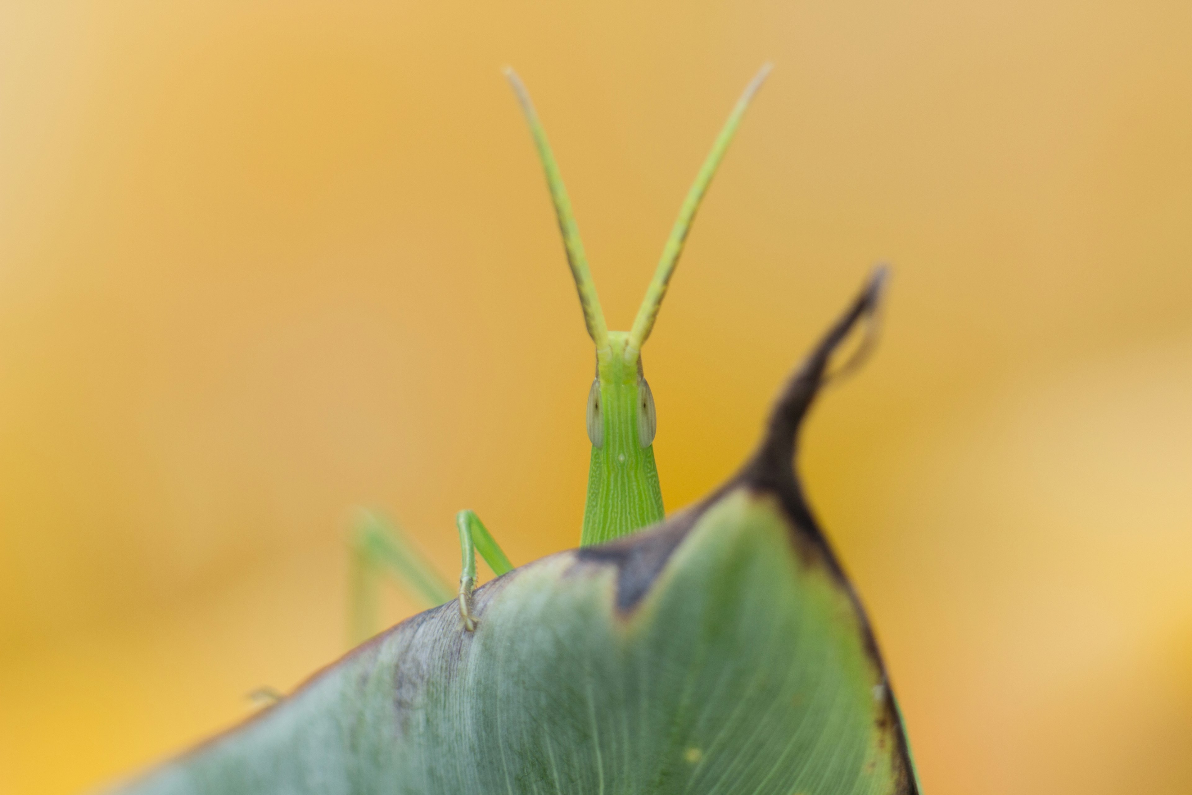 Primo piano di un grillo verde su una foglia