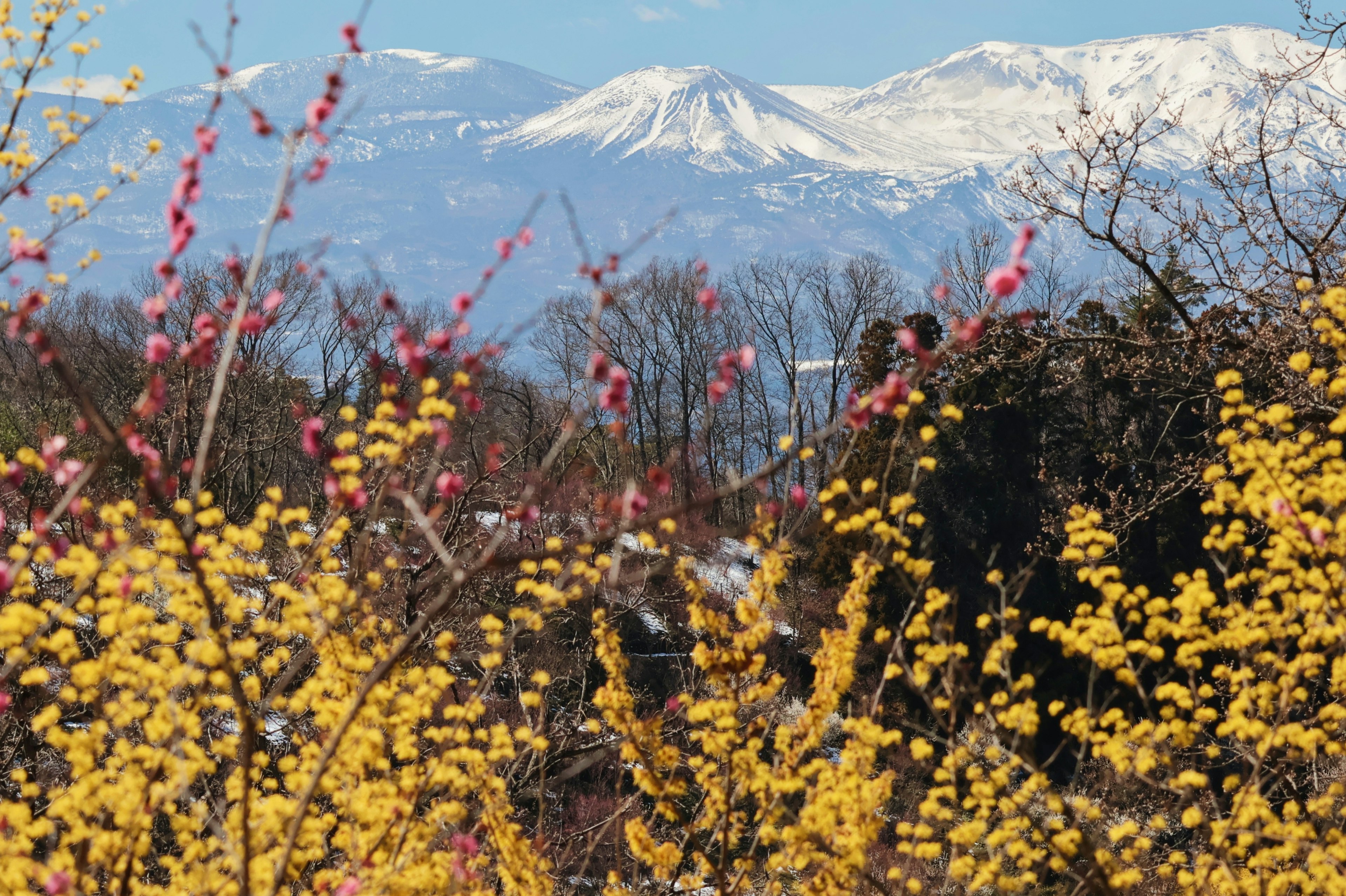 雪をかぶった山々を背景にした黄色い花とピンクの花が咲いている風景