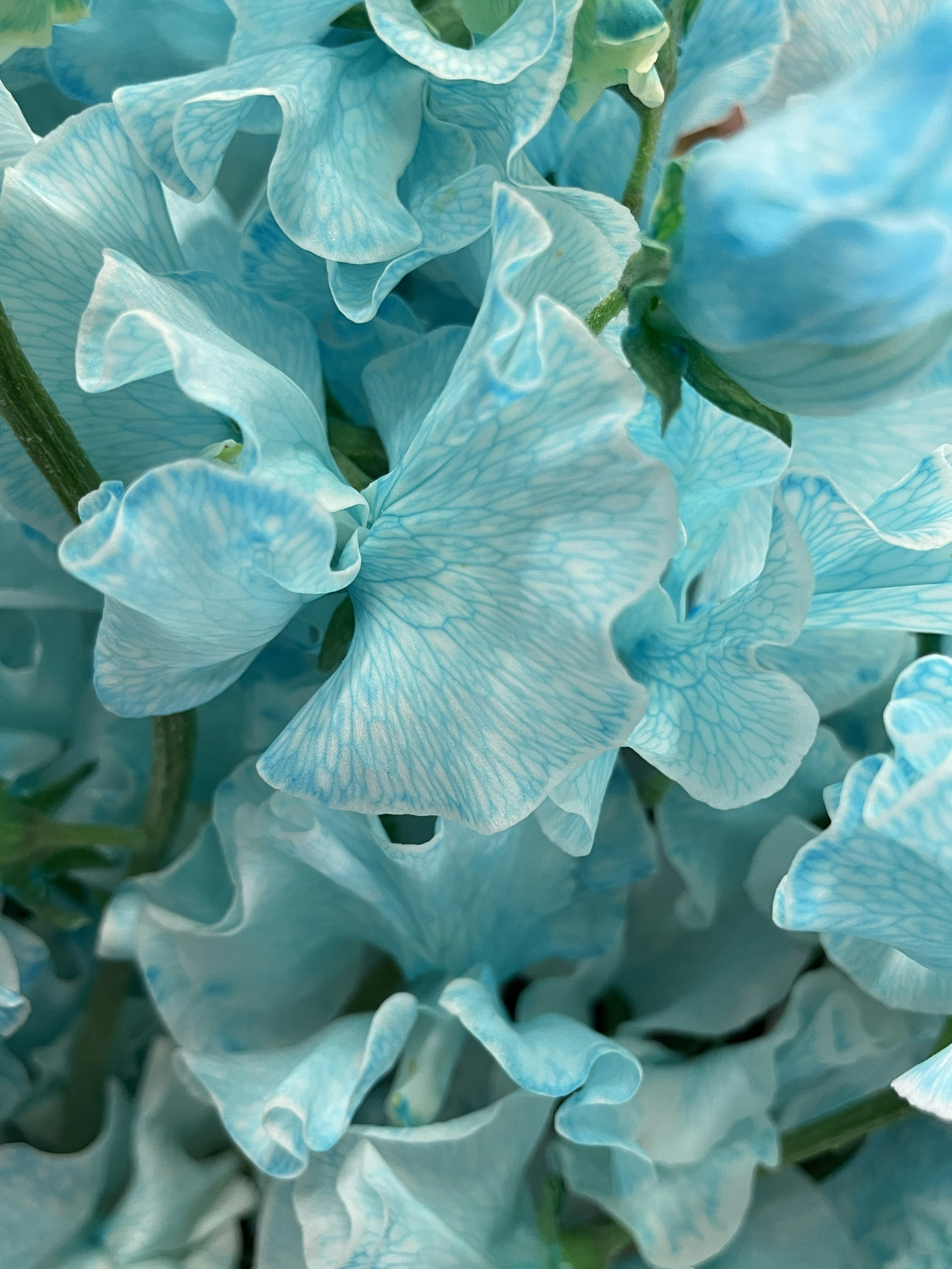 Close-up of blue sweet pea petals