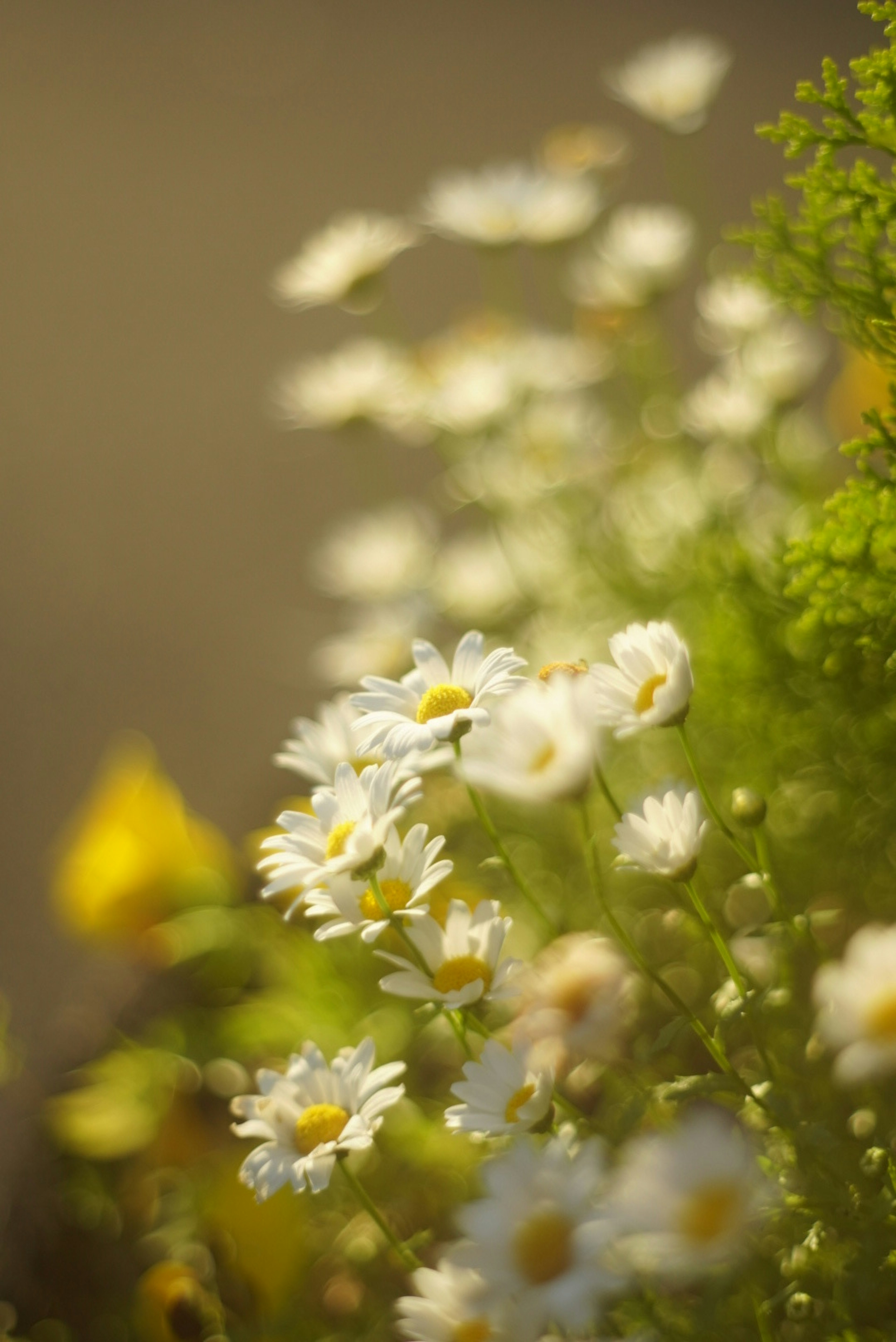 A field of white daisies with green foliage in a soft background