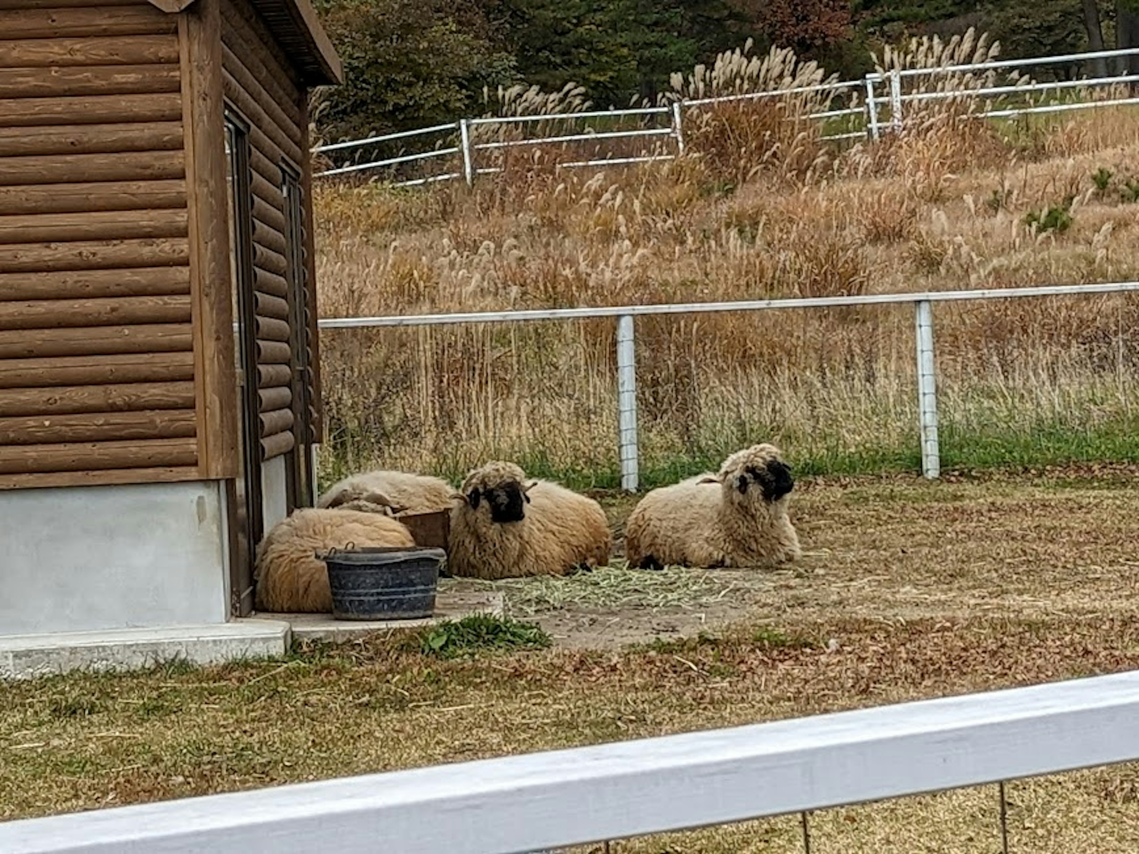 Un rebaño de ovejas descansando cerca de un cobertizo de madera en un paisaje tranquilo