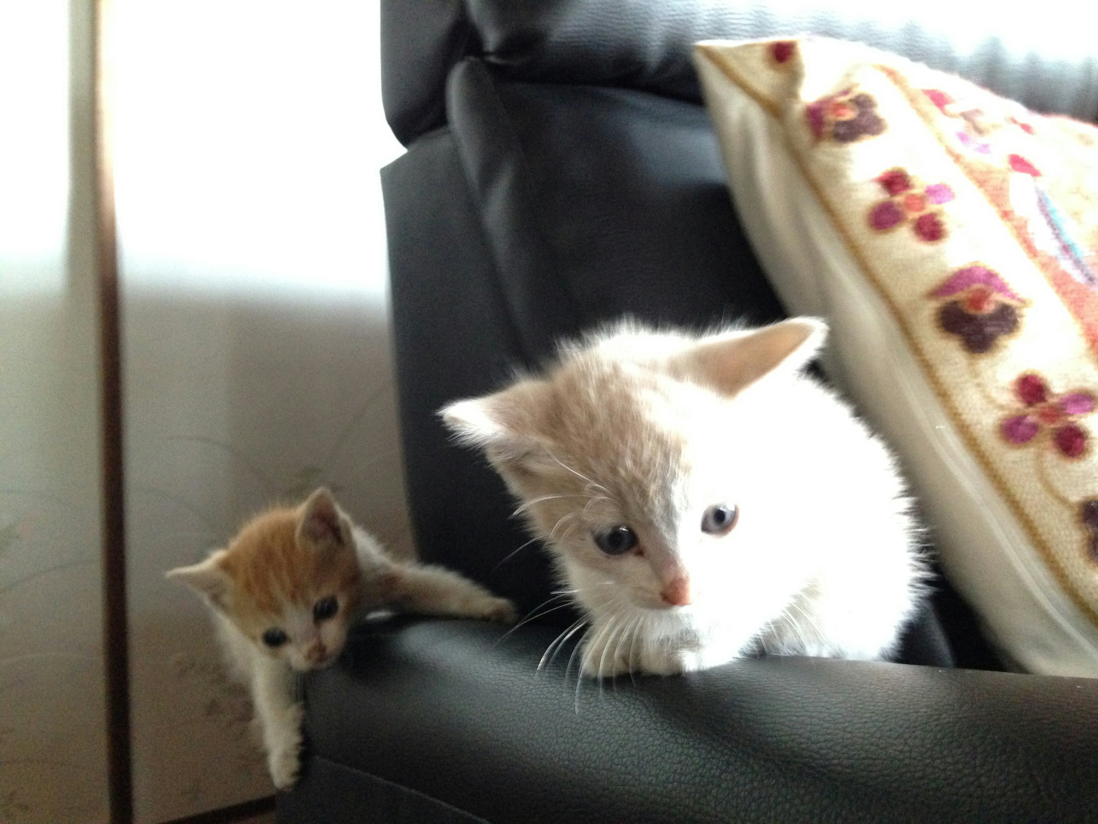 Dua anak kucing di sofa dengan bantal bermotif di latar belakang