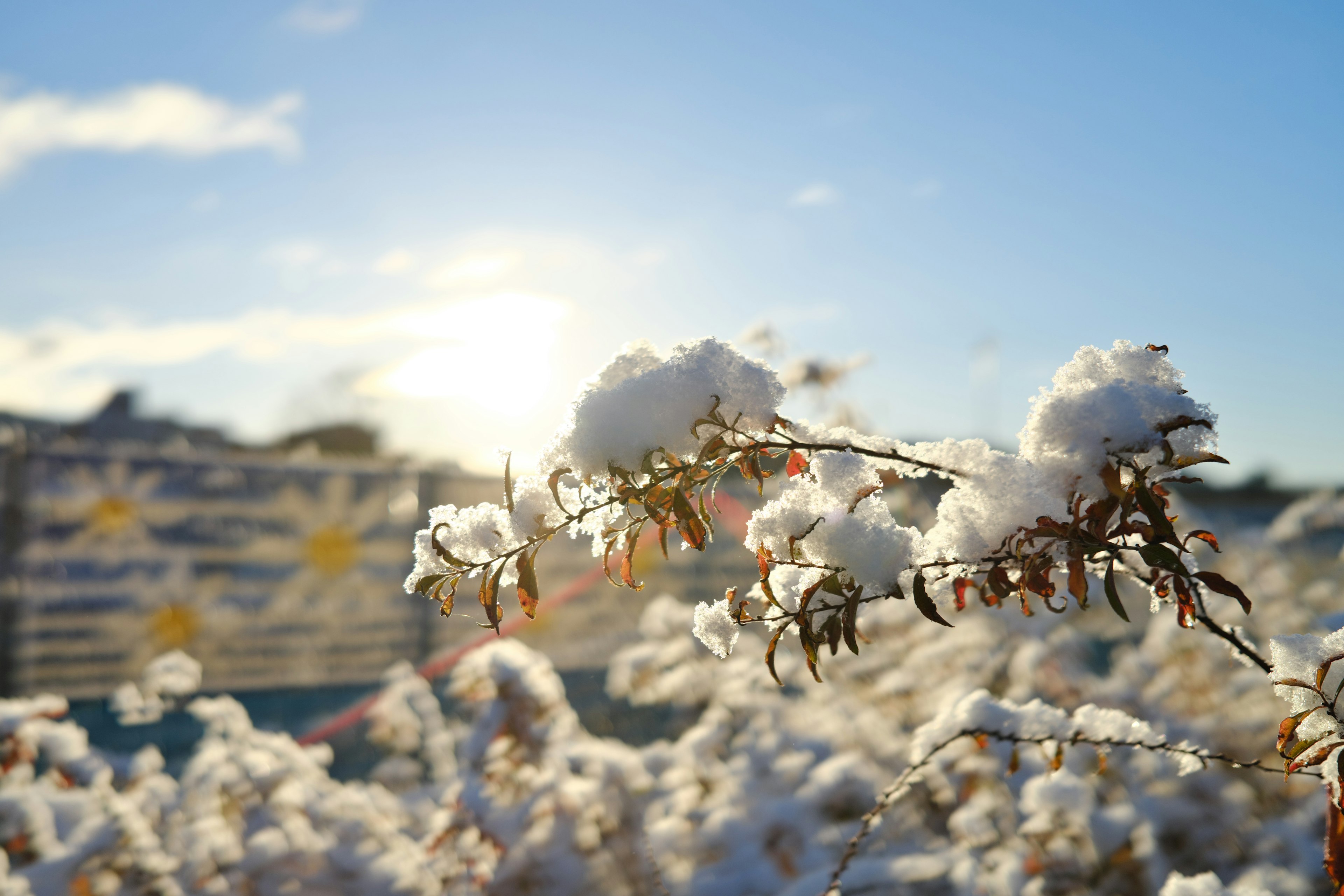 雪に覆われた植物と青空の背景