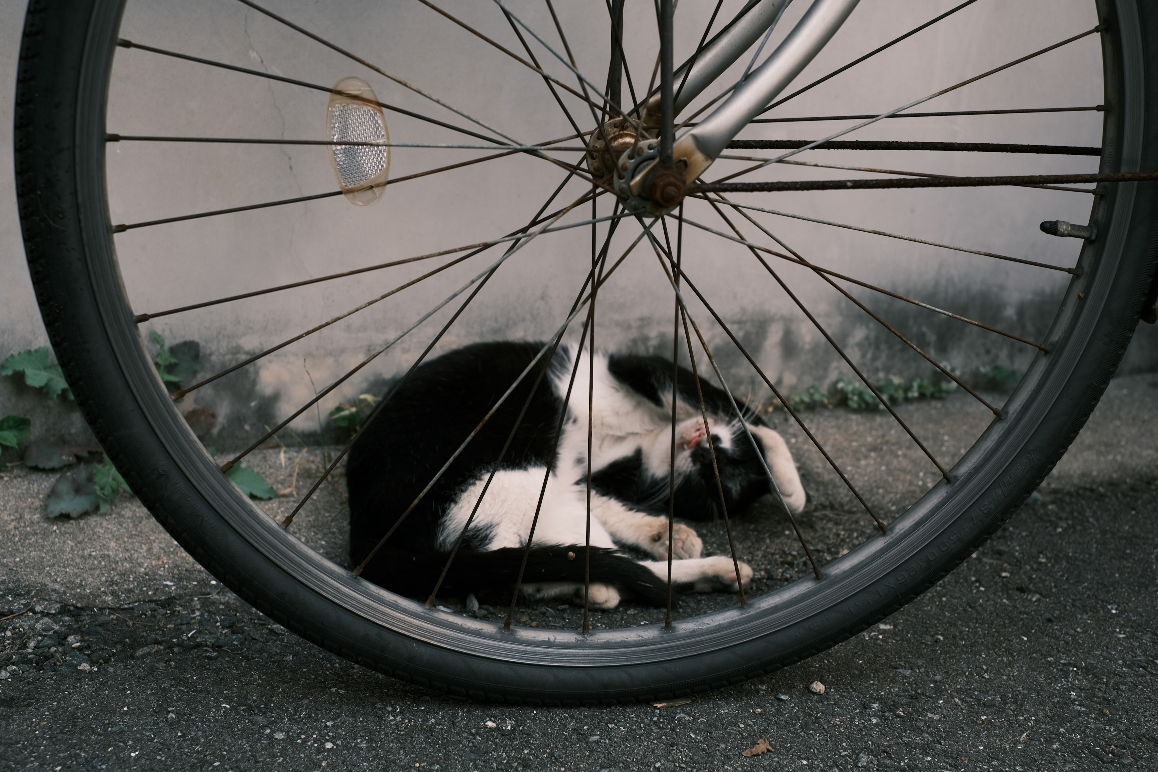 自転車の車輪の下で寝ている黒白の猫