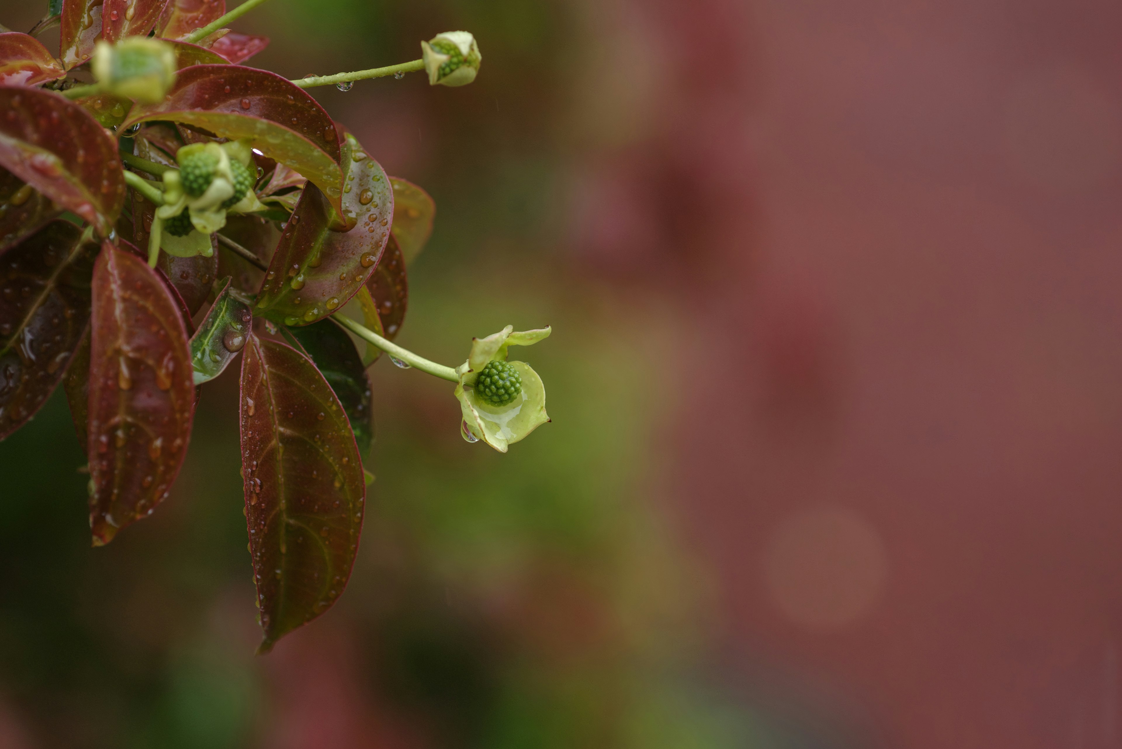 Imagen en primer plano de flores verdes y hojas marrón rojizo