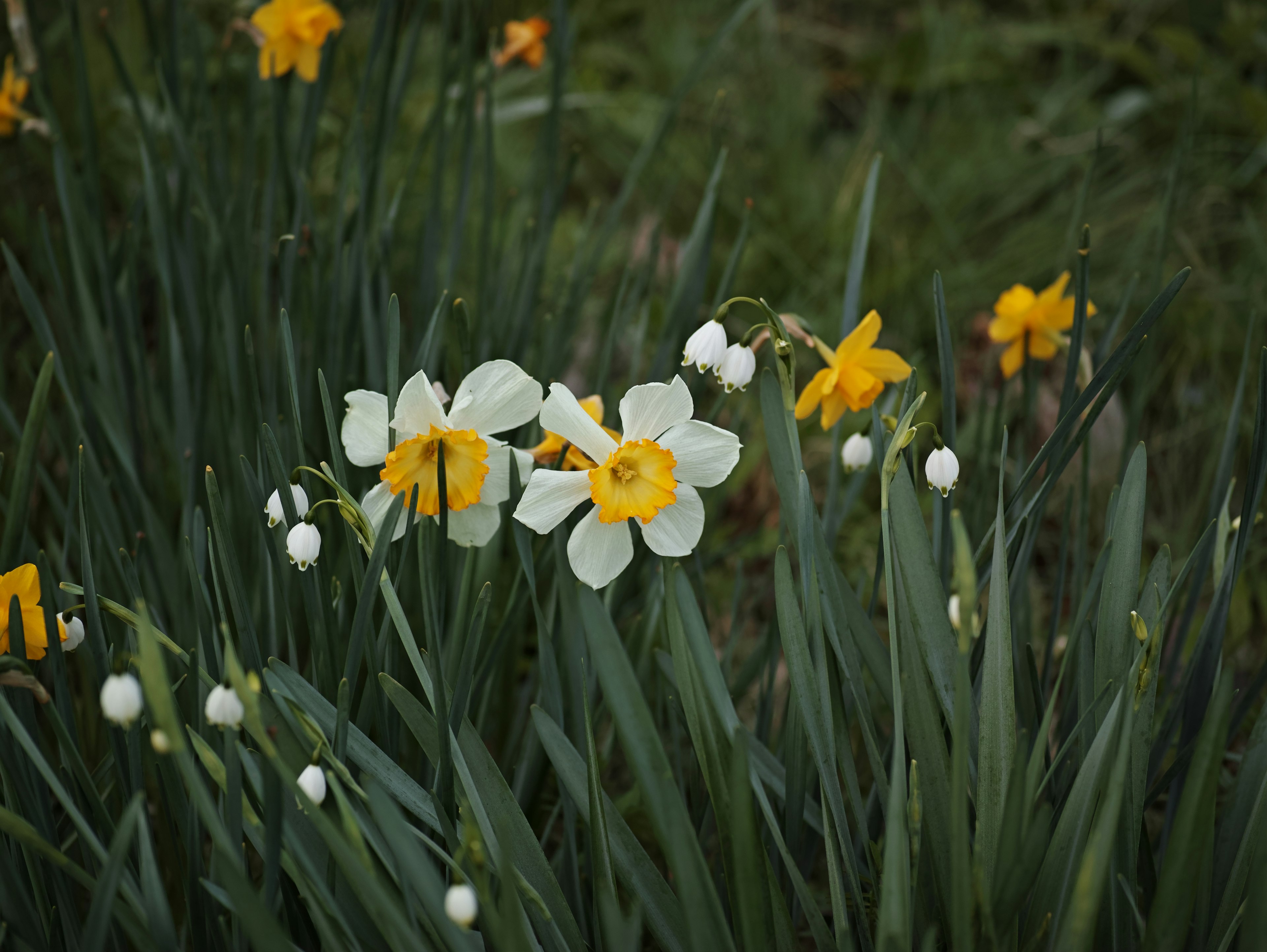Sekelompok bunga daffodil putih dengan pusat oranye dikelilingi oleh daffodil kuning dan dedaunan hijau