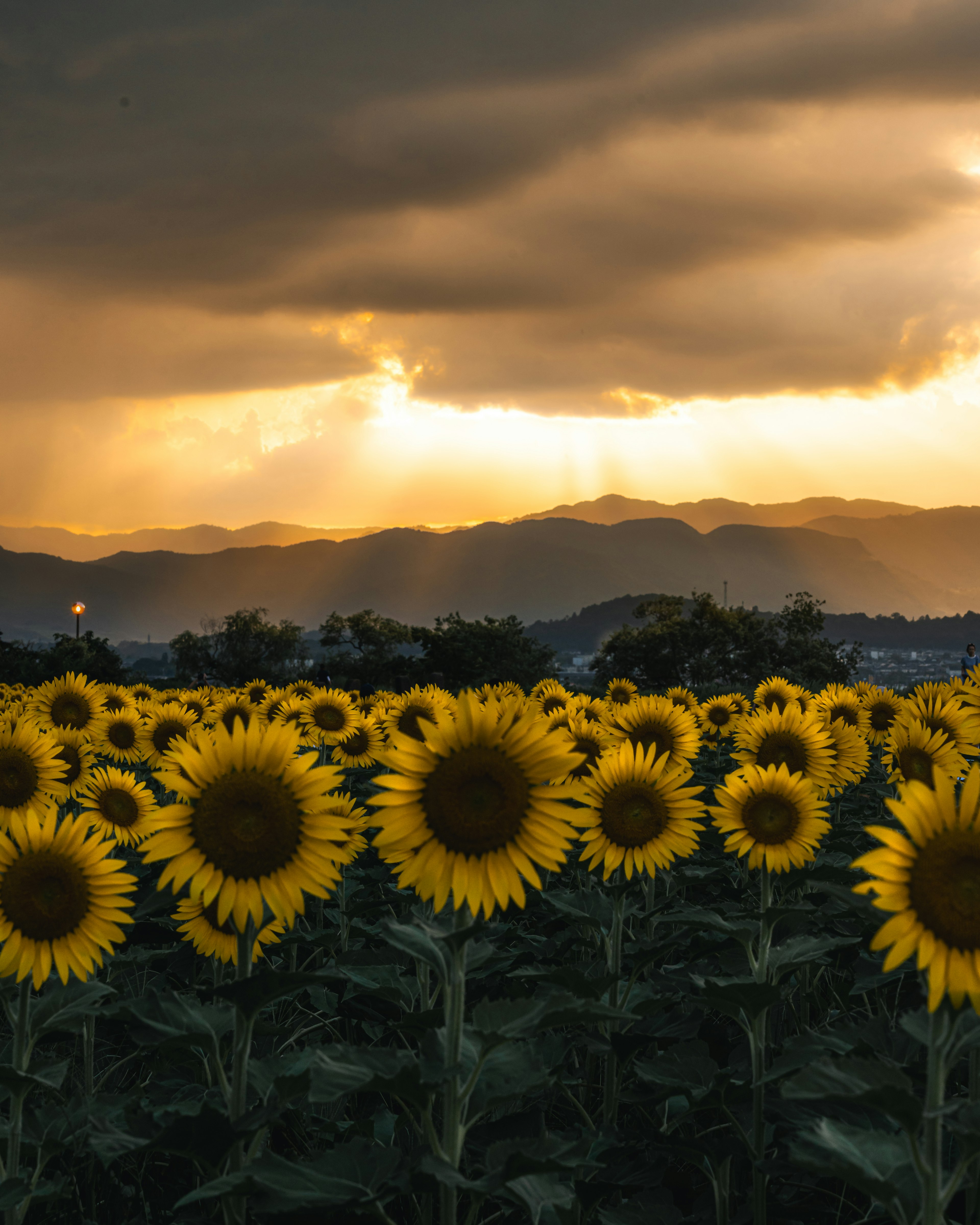 Field of sunflowers facing a sunset sky