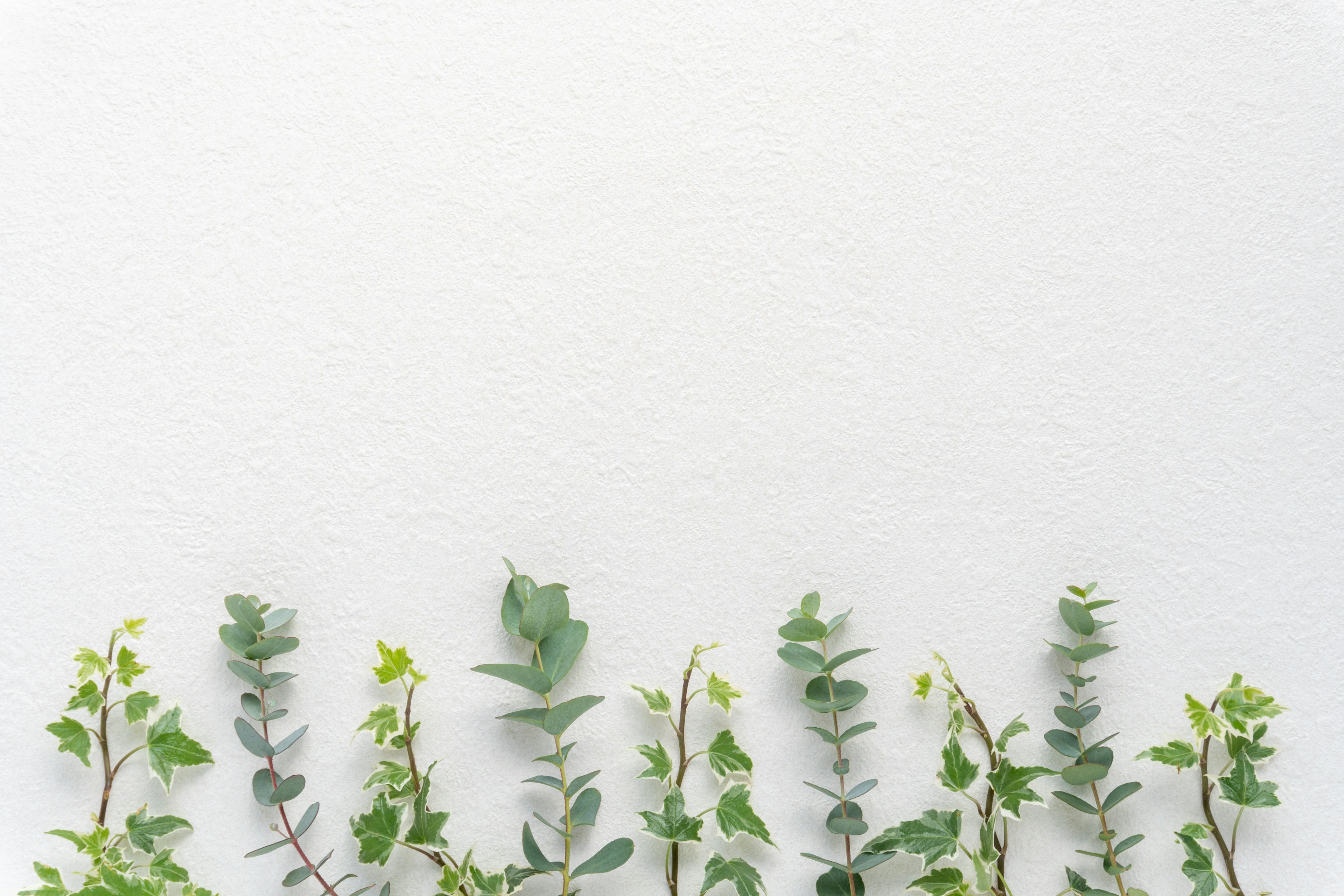 Arrangement simple et beau de feuilles vertes sur fond blanc