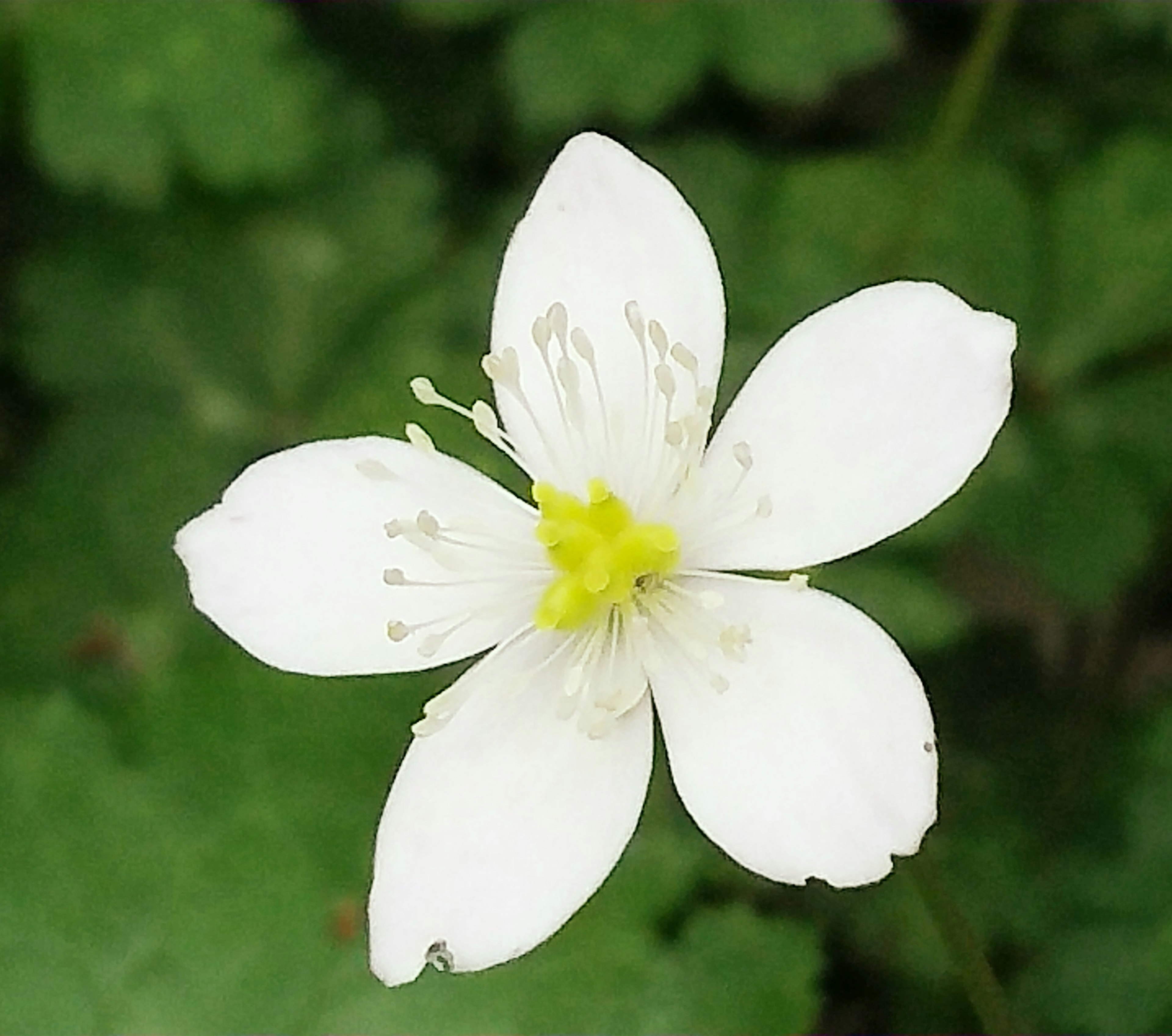 Acercamiento de una flor blanca con un centro amarillo