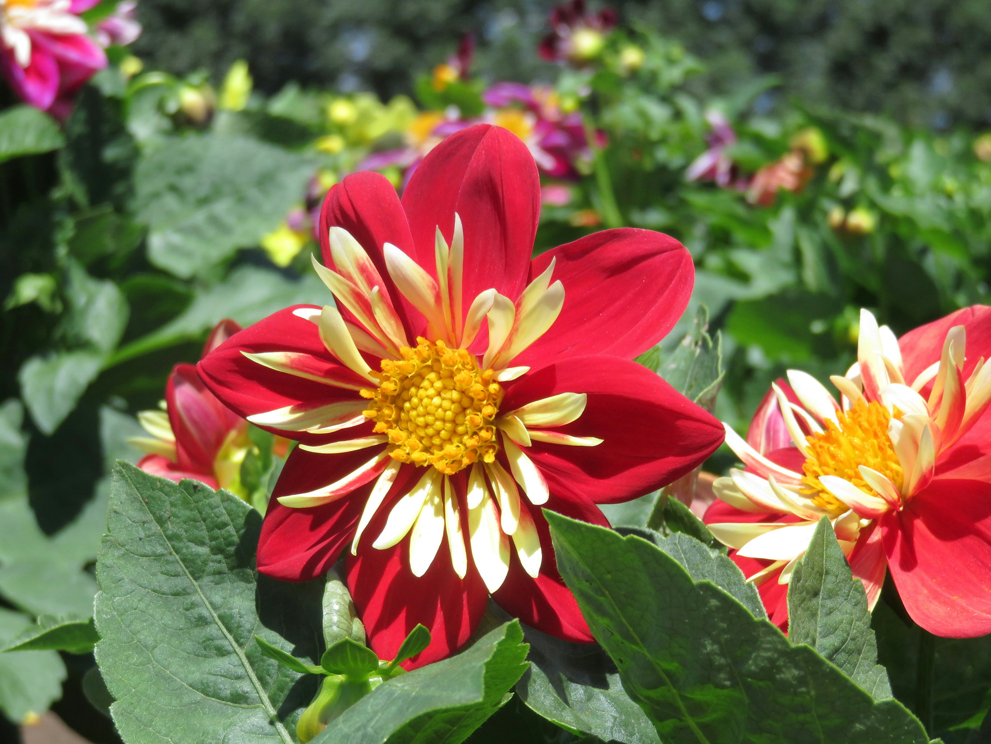 Fiore rosso vibrante con petali centrali gialli di una dalia