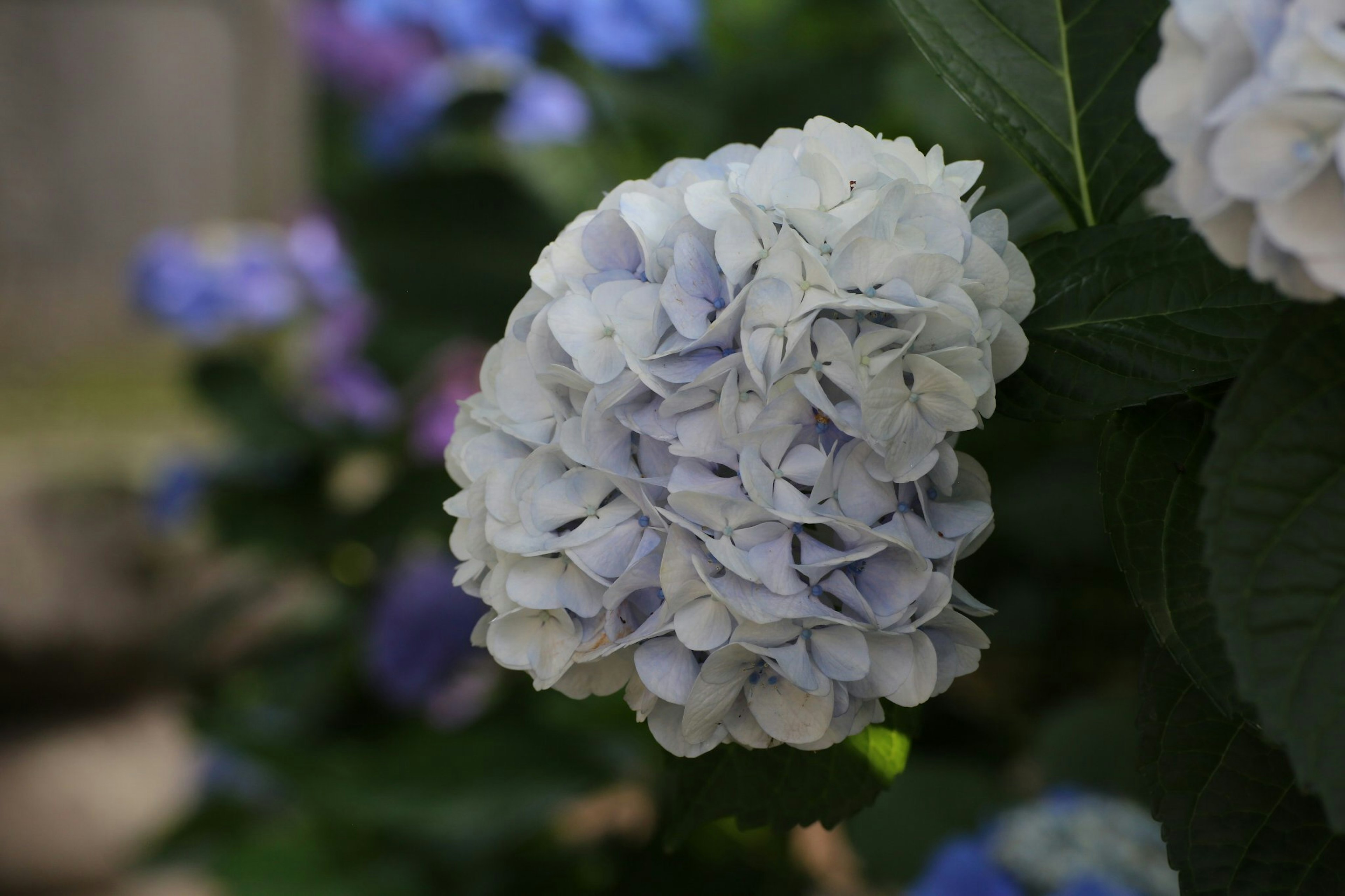 Flor de hortensia azul claro floreciendo en un jardín