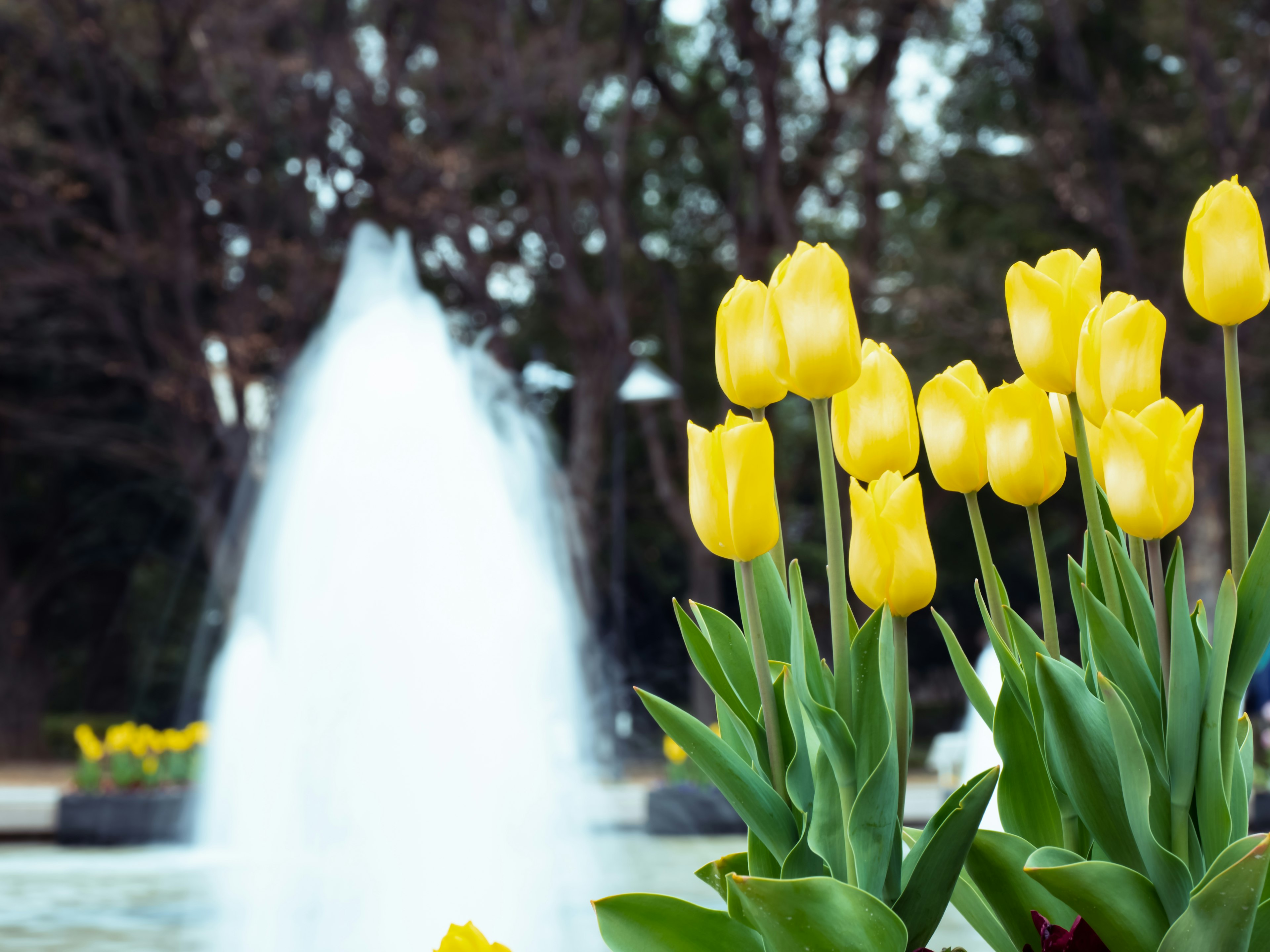 A park scene featuring yellow tulips and a fountain