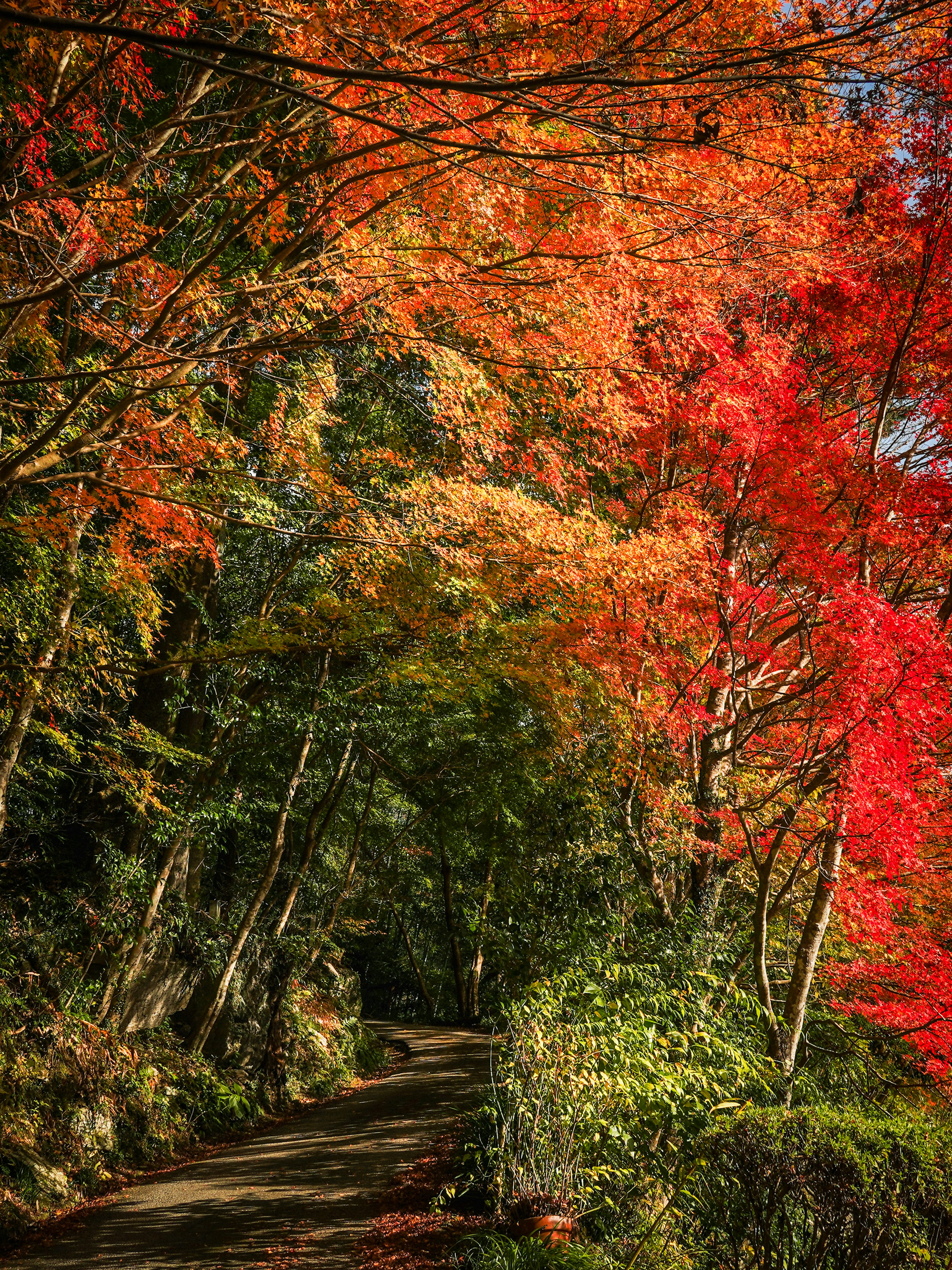 秋の紅葉が美しい小道の風景