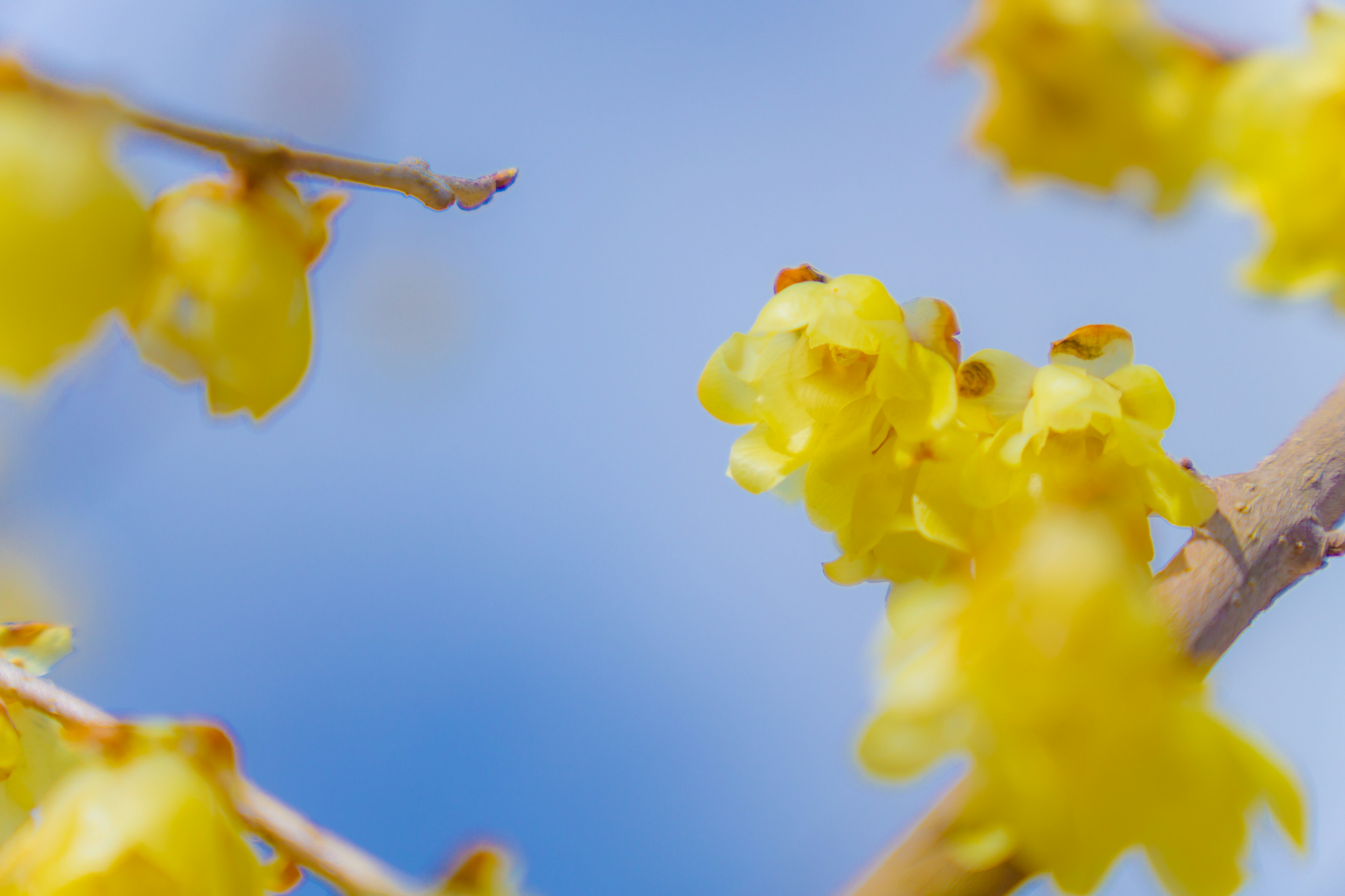 Close-up bunga kuning dengan latar belakang langit biru