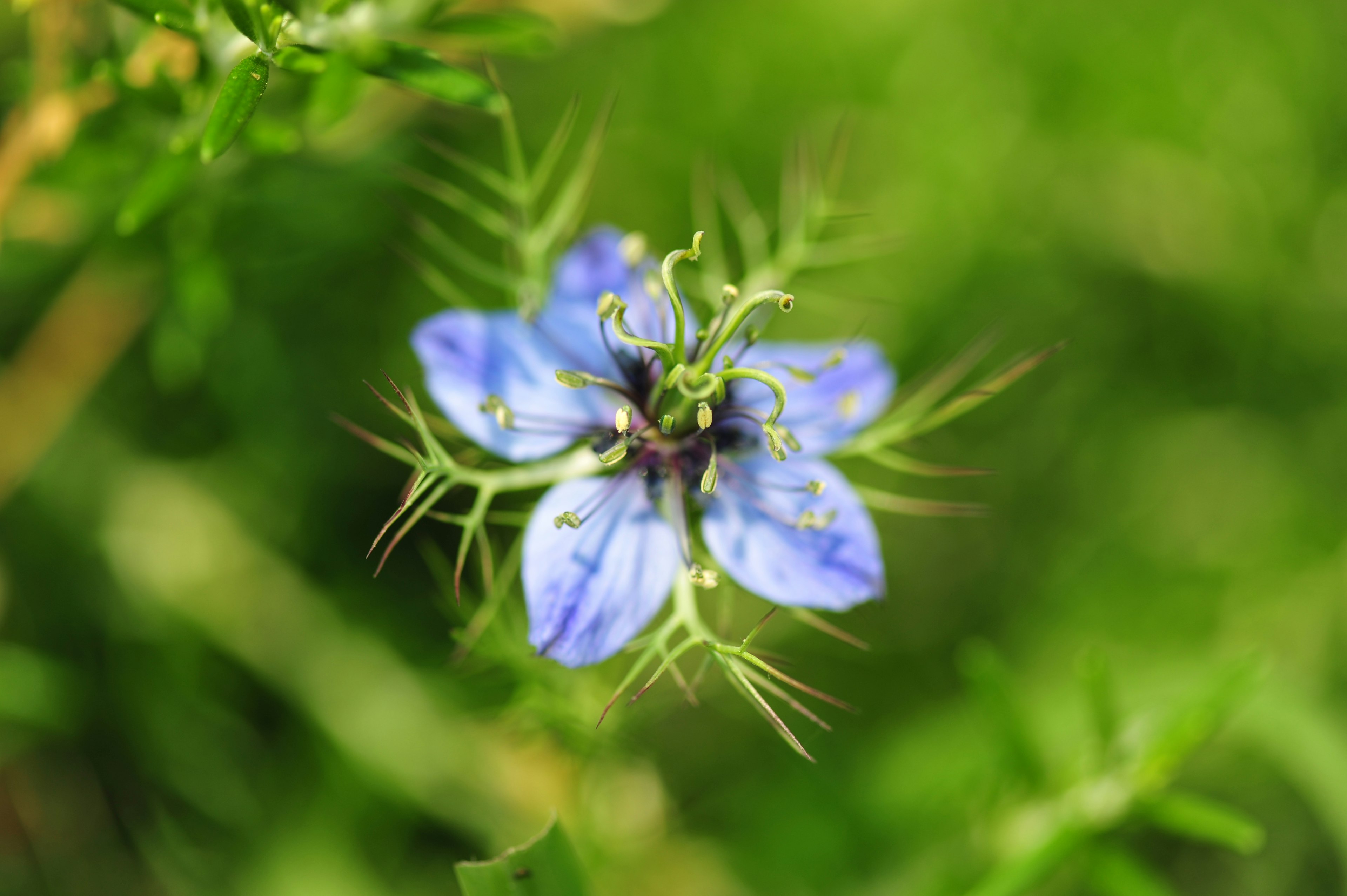 Nahaufnahme einer blauen Blume mit grünem Laub im Hintergrund