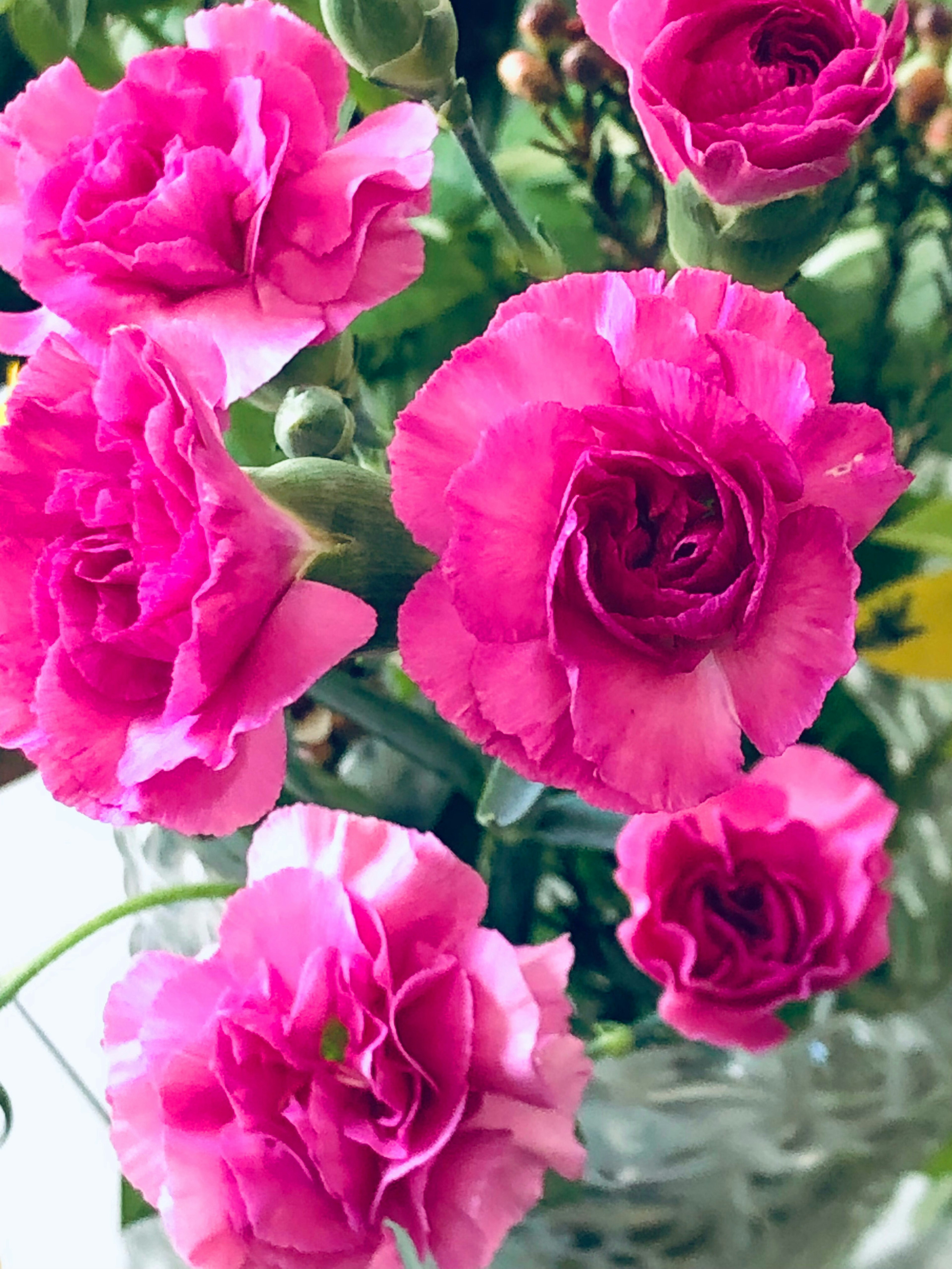 Lebendige rosa Nelken in einem Blumenarrangement