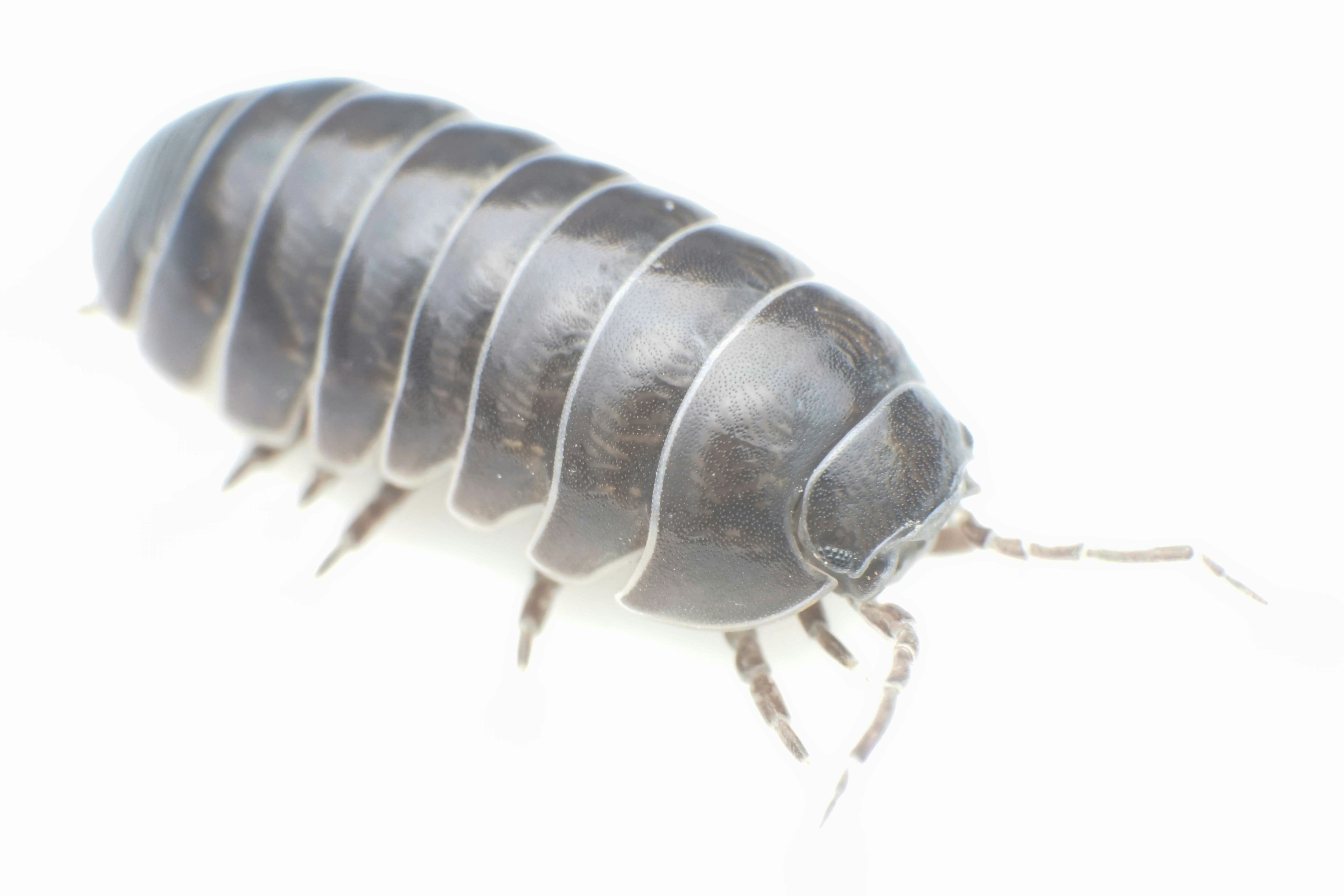 Ein dunkel gefärbtes Isopod-Insekt mit segmentiertem Schild auf weißem Hintergrund