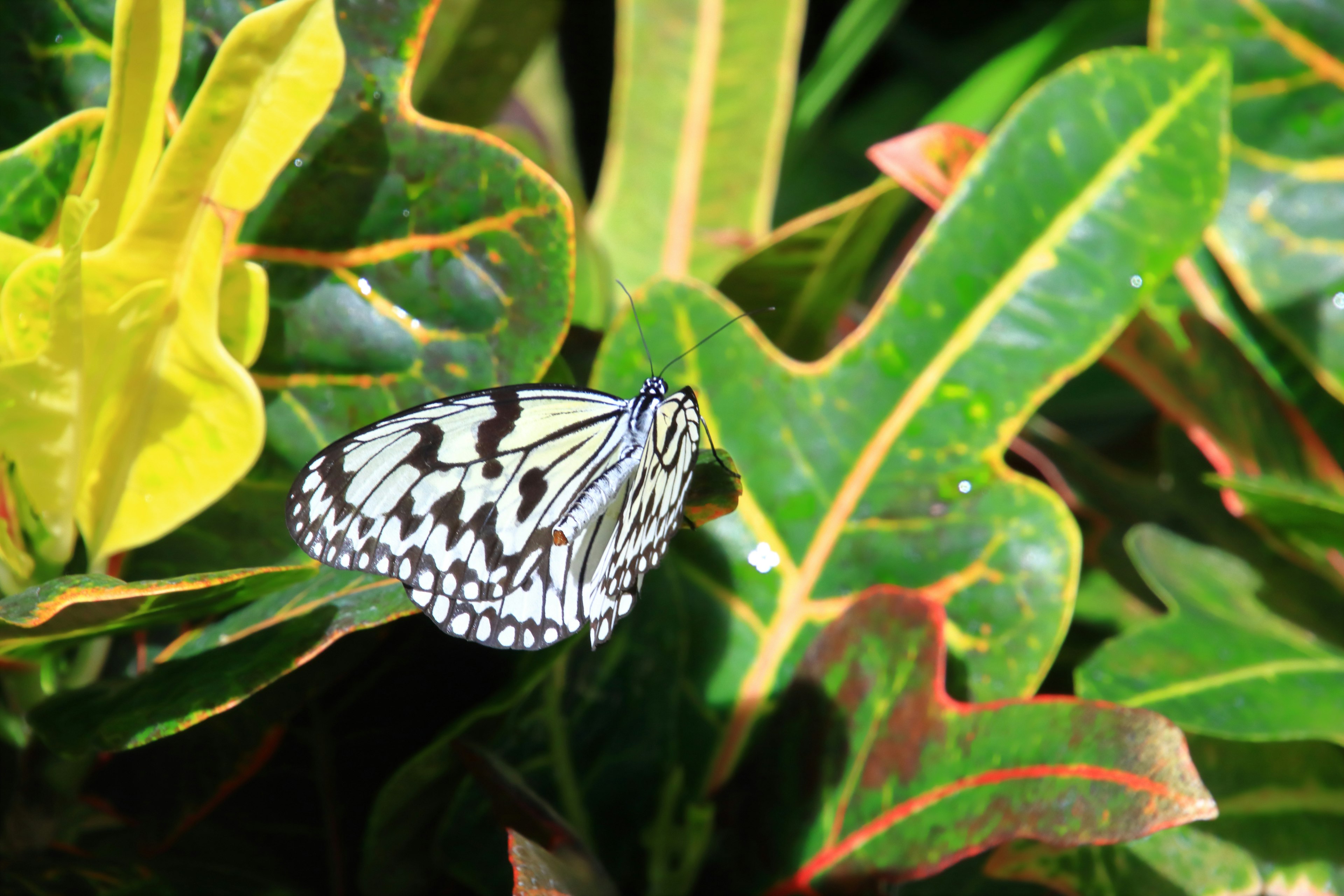 Ein schwarz-weißer Schmetterling, der auf grünen Blättern sitzt