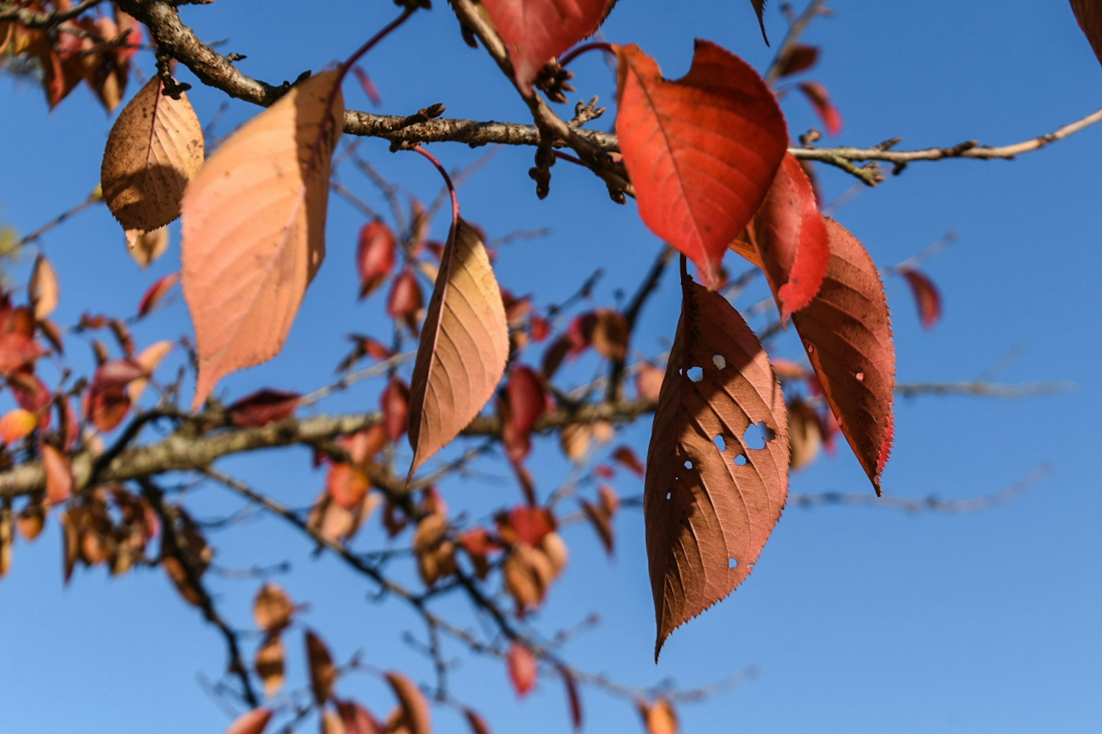 Branche avec des feuilles rouges et marron sur fond de ciel bleu