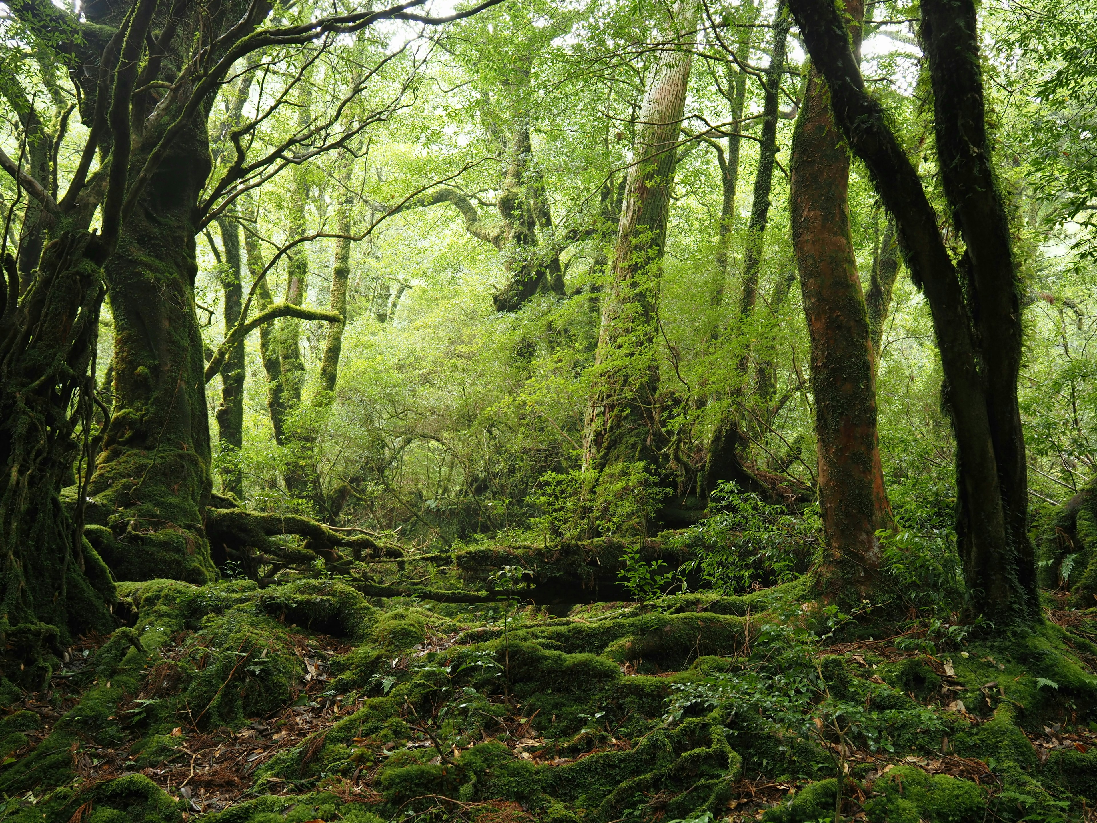 Paysage forestier luxuriant avec des arbres couverts de mousse et une atmosphère tranquille