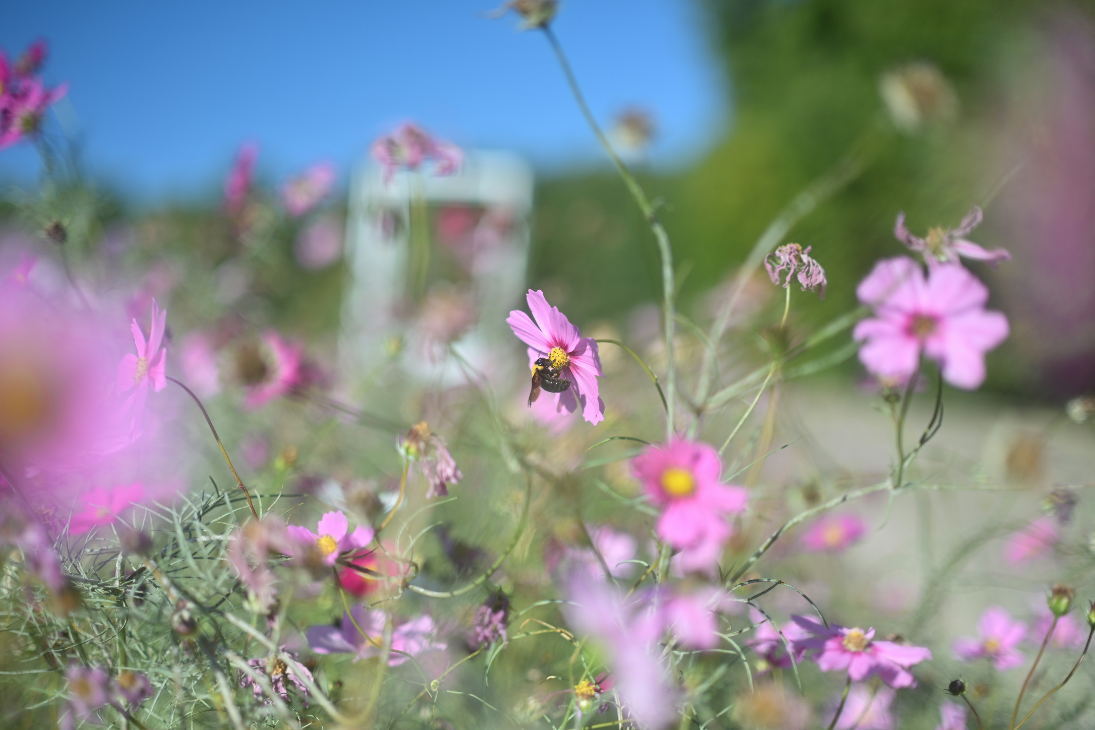 Vibrant pink flowers with a bee against a blue sky backdrop