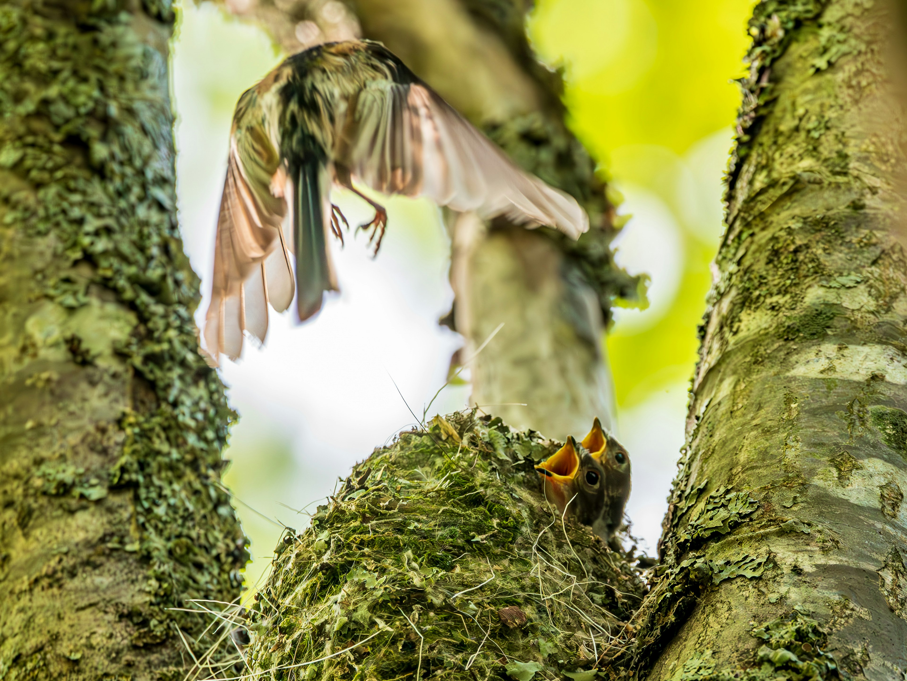 木の間に巣を守る雛と、餌を運ぶ親鳥の瞬間