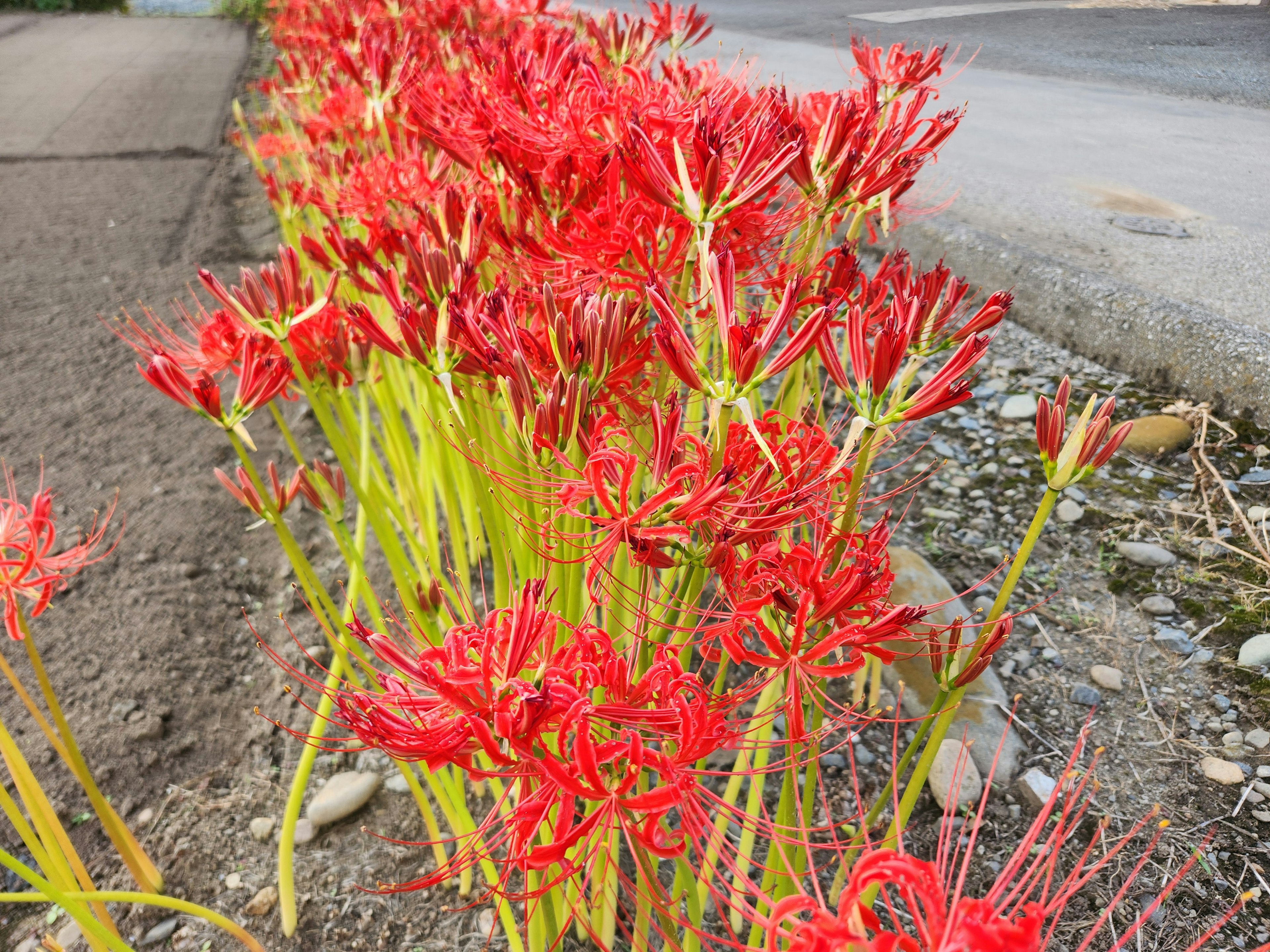 Gruppe roter Spinnenblumen, die entlang eines Weges blühen