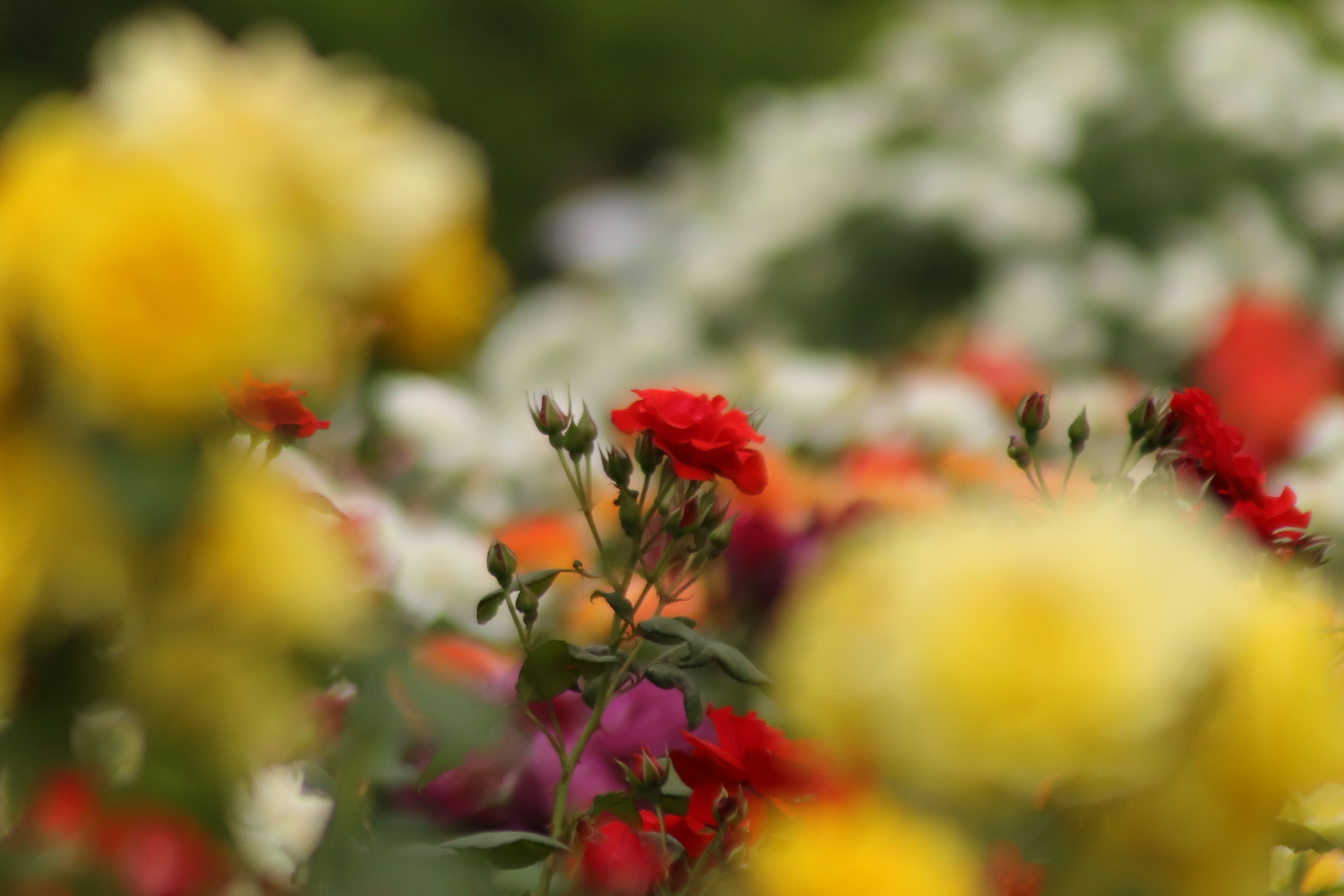 Une photo présentant des fleurs colorées floues en arrière-plan