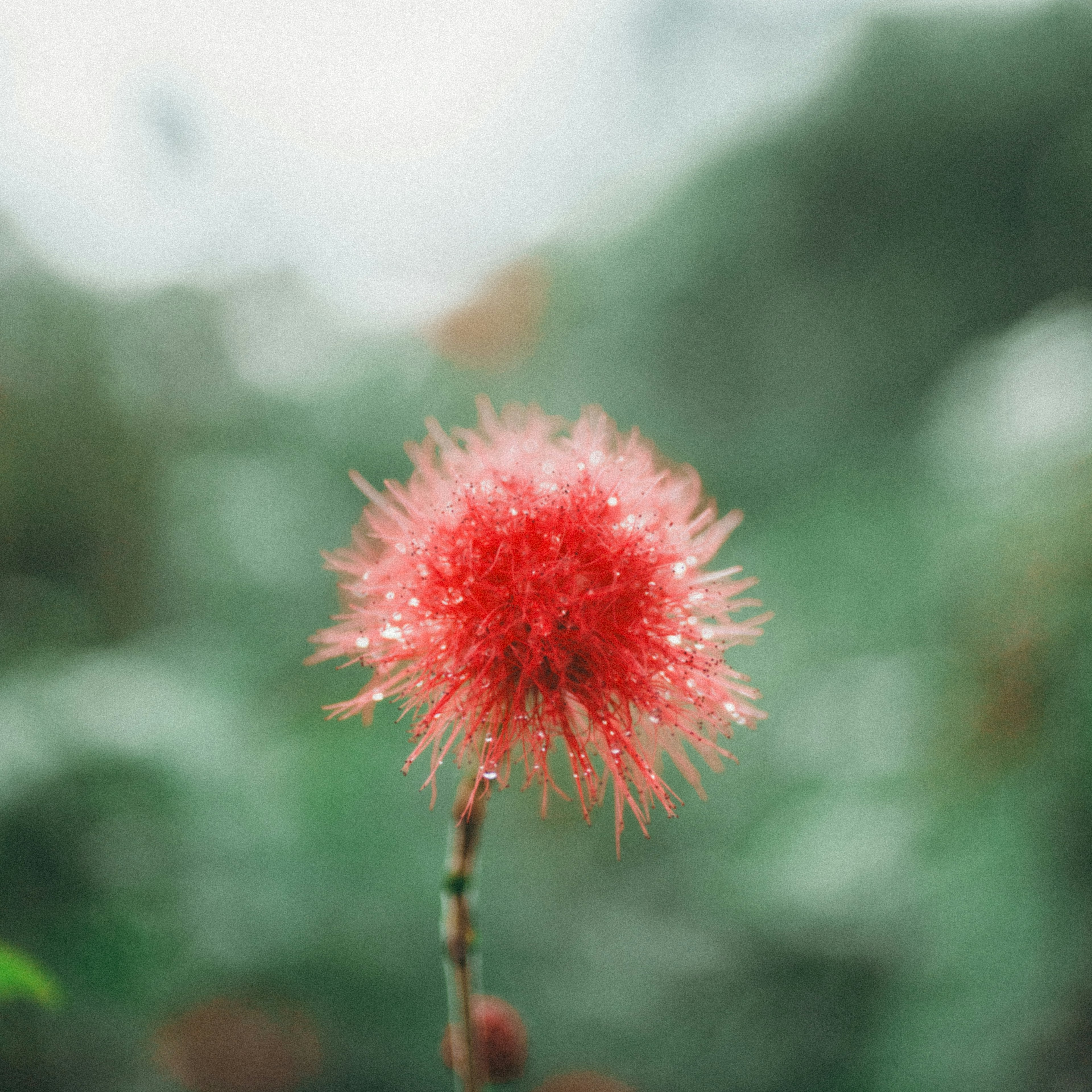 鮮豔的紅花沾滿露水，背景模糊的綠色